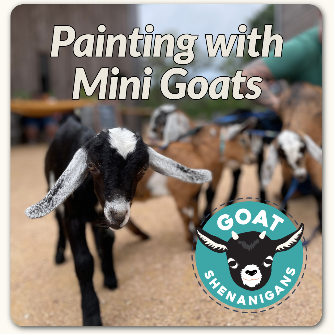 Painting Craft &amp; Brunch with Mini Goats with Goat Shenanigans