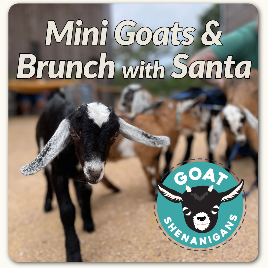 Santa &amp; Mini Goat Snuggles with Goat Shenanigans