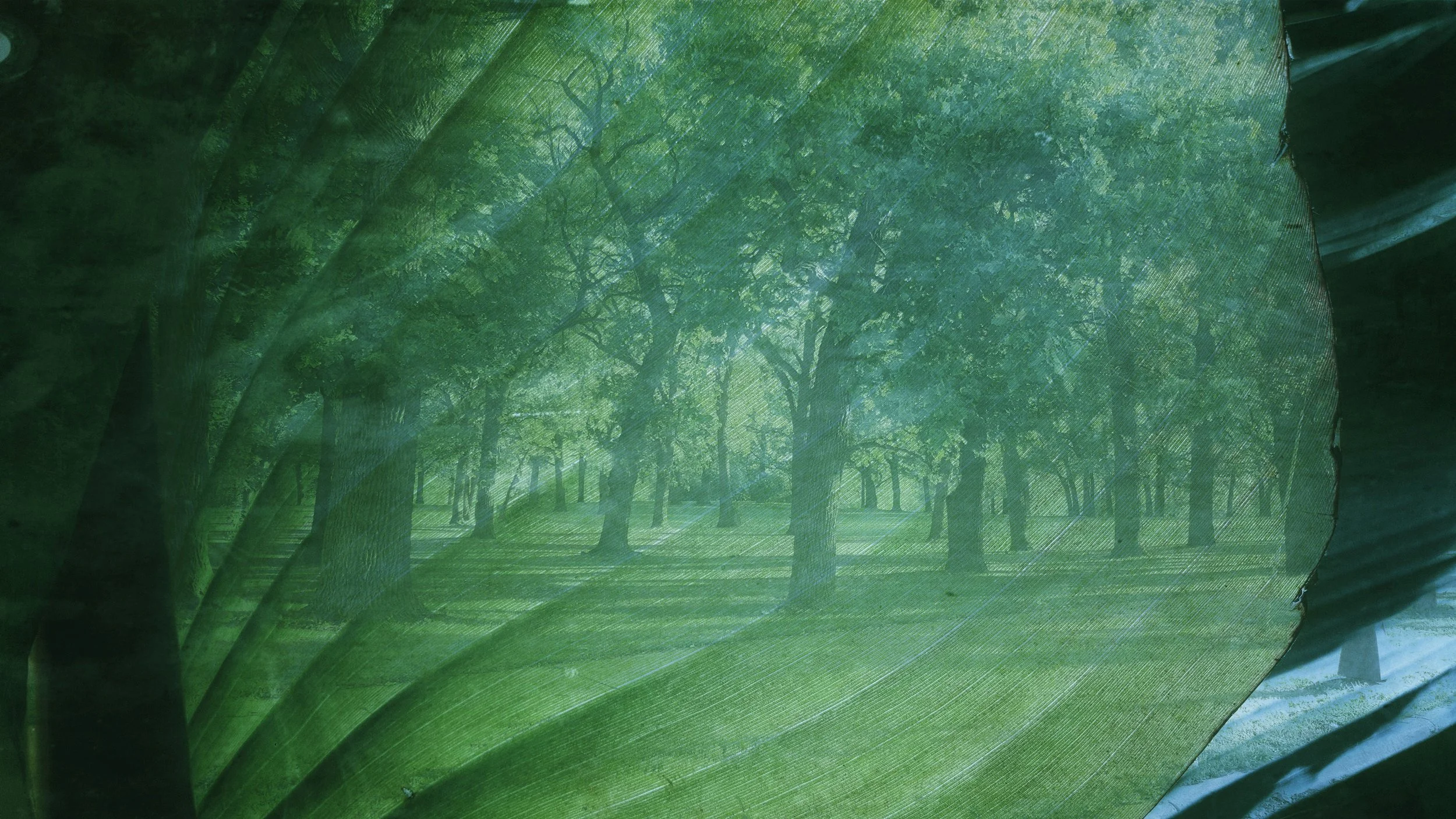 dreamtrees.jpg