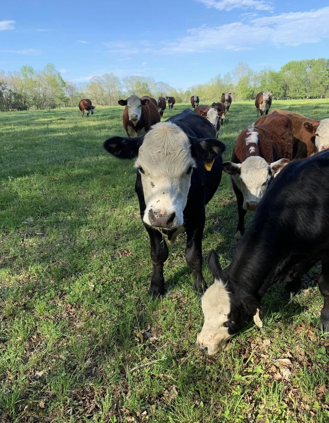 Medford Cattle Farms