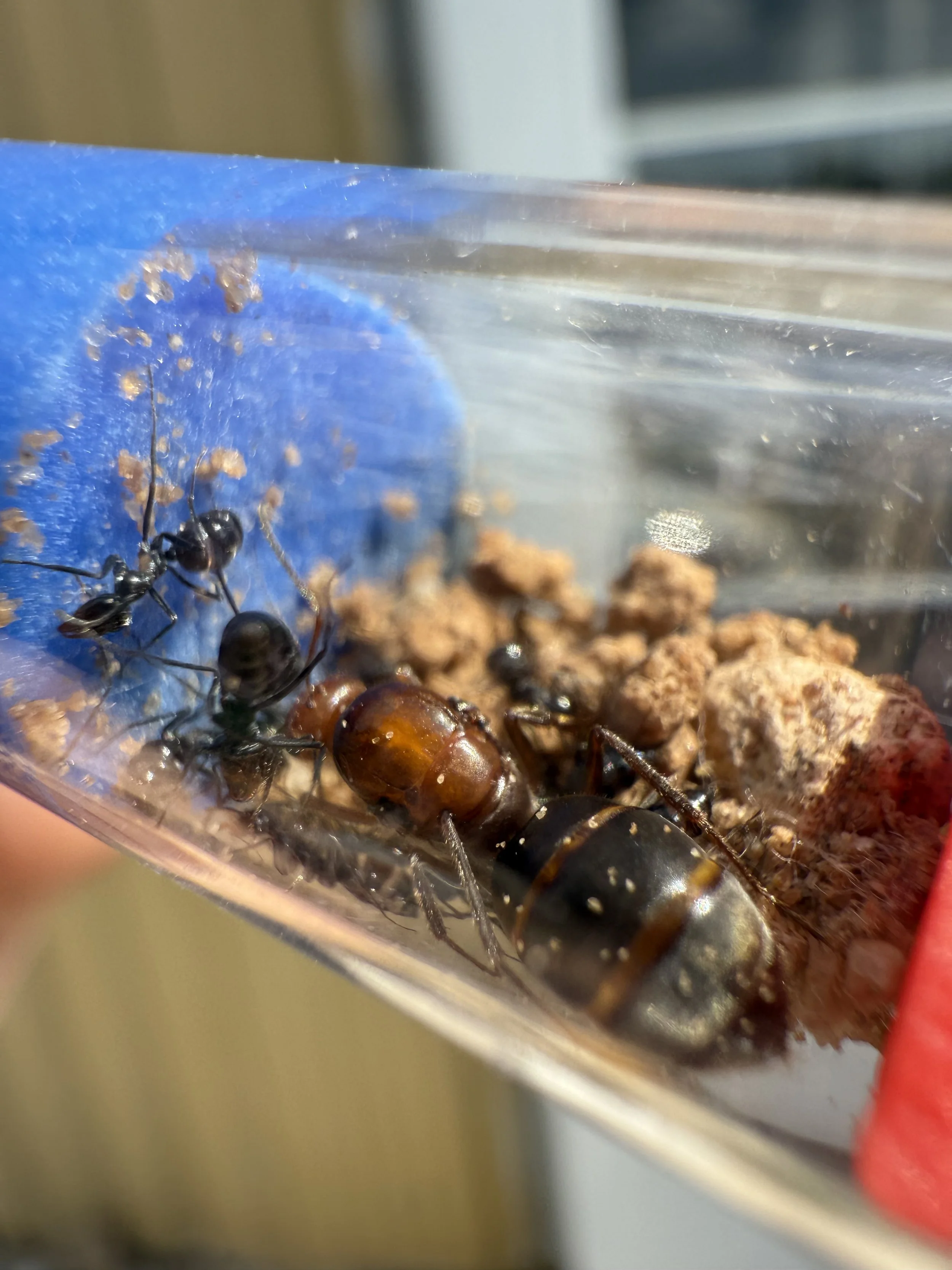 Myrmecocystus mimicus 1 queen 5-10 workers and brood