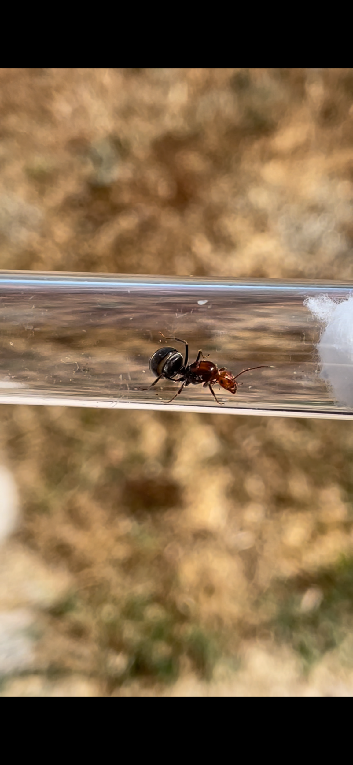 Myrmecocystus mendax larger variant honeypot ant, front view