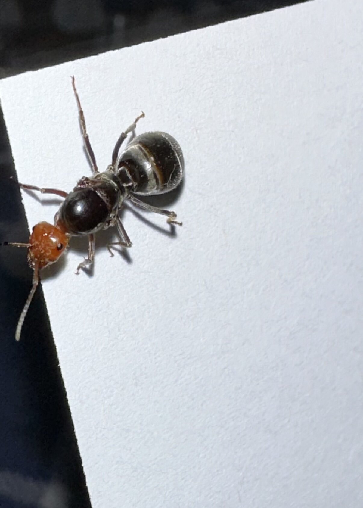 Myrmecocystus placodops 01-caught Feb 2026 honeypot ant, front view