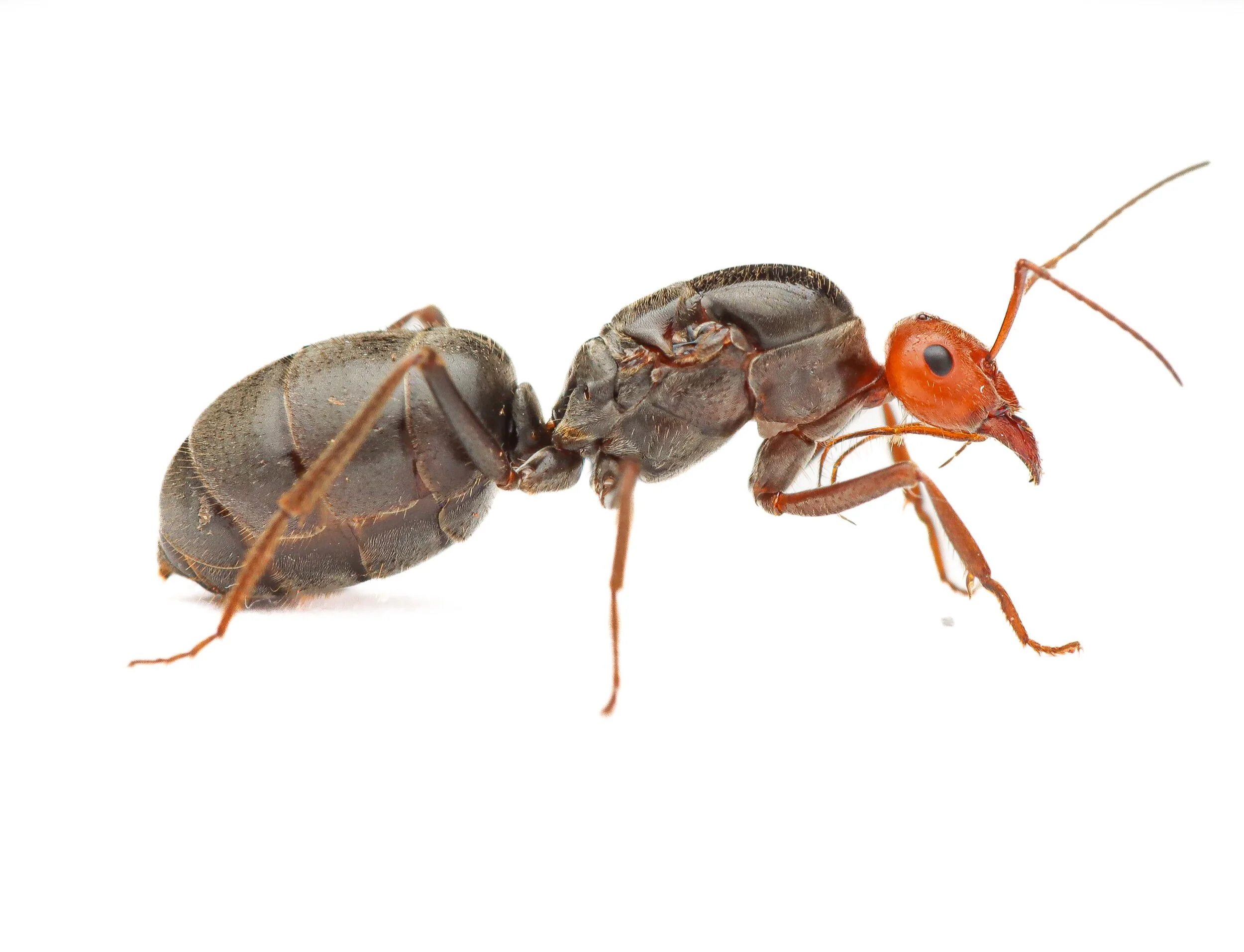 Myrmecocystus Placodops colony-5-10 workers and brood