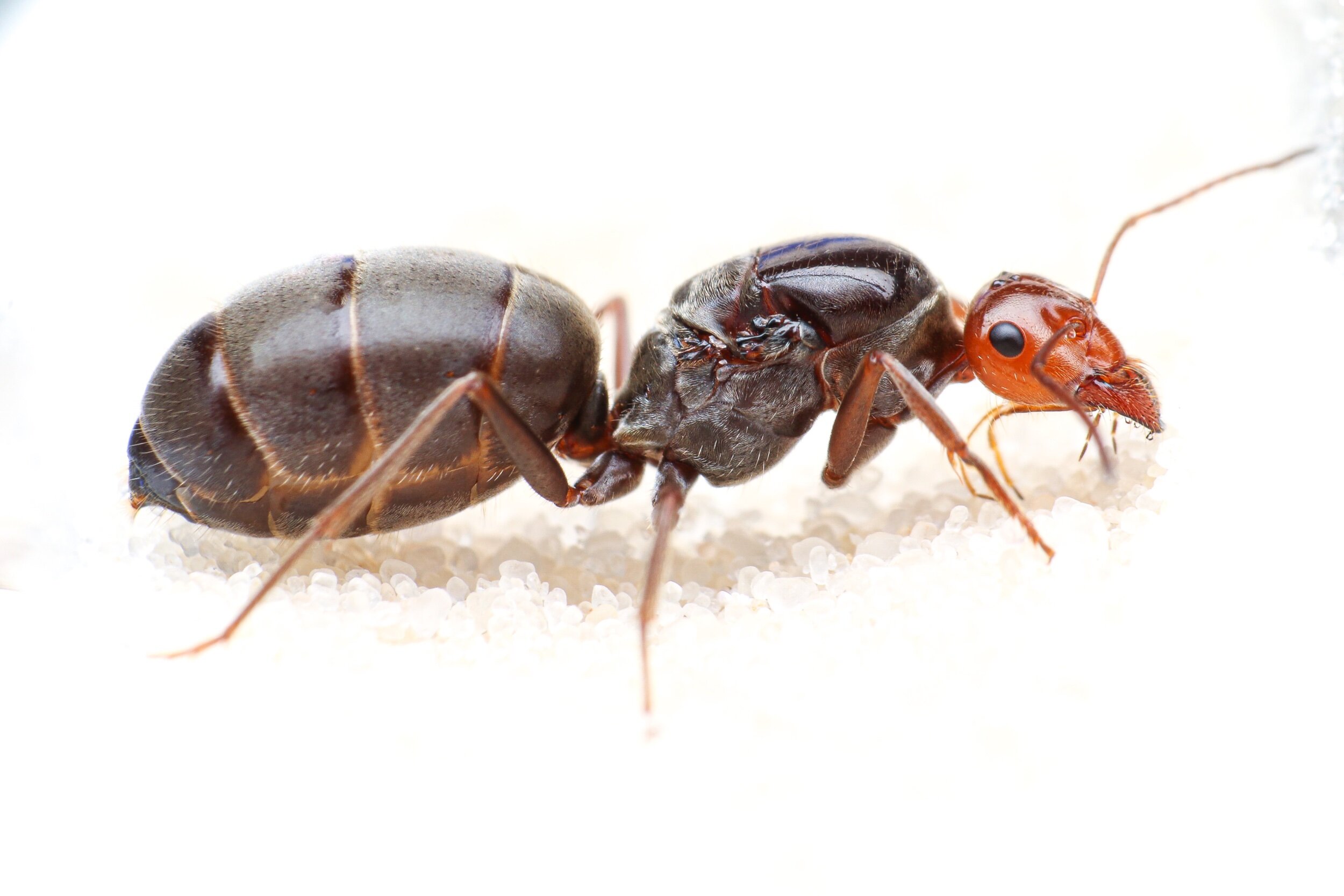 Myrmecocystus mimicus 1-5 workers and brood honeypot ant