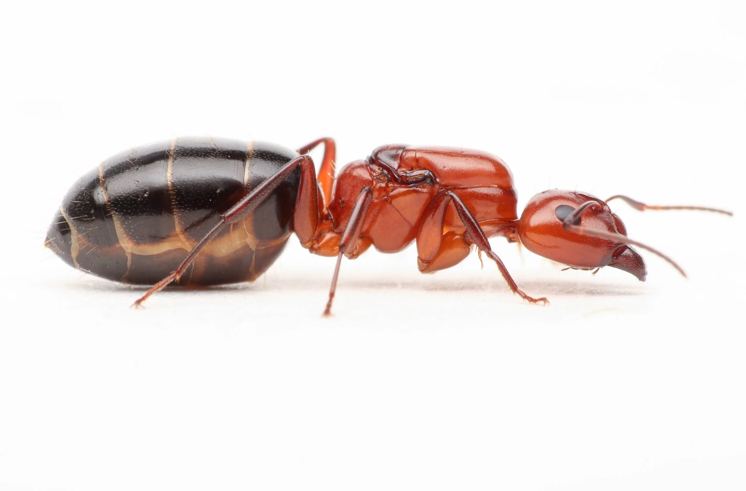 Camponotus discolor Complete Starter Kit carpenter ant, front view