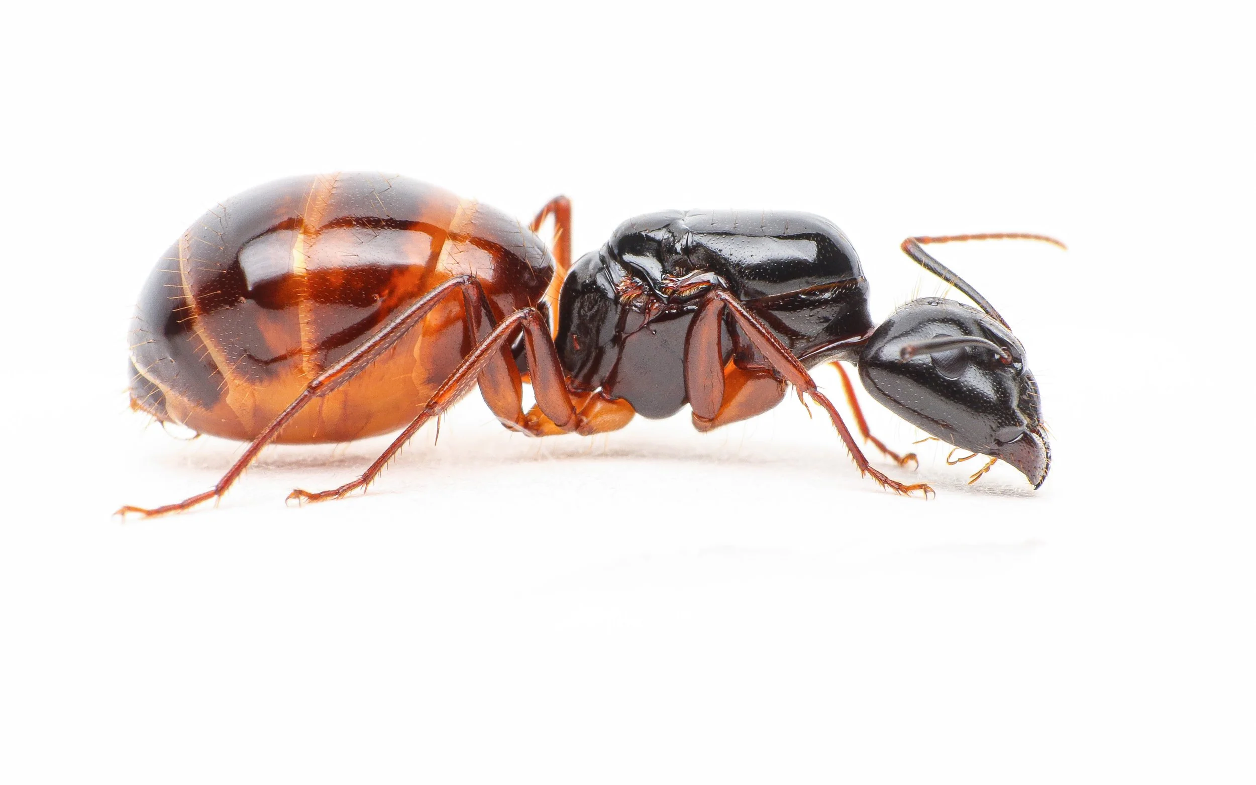 Camponotus sansabeanus Colony carpenter ant