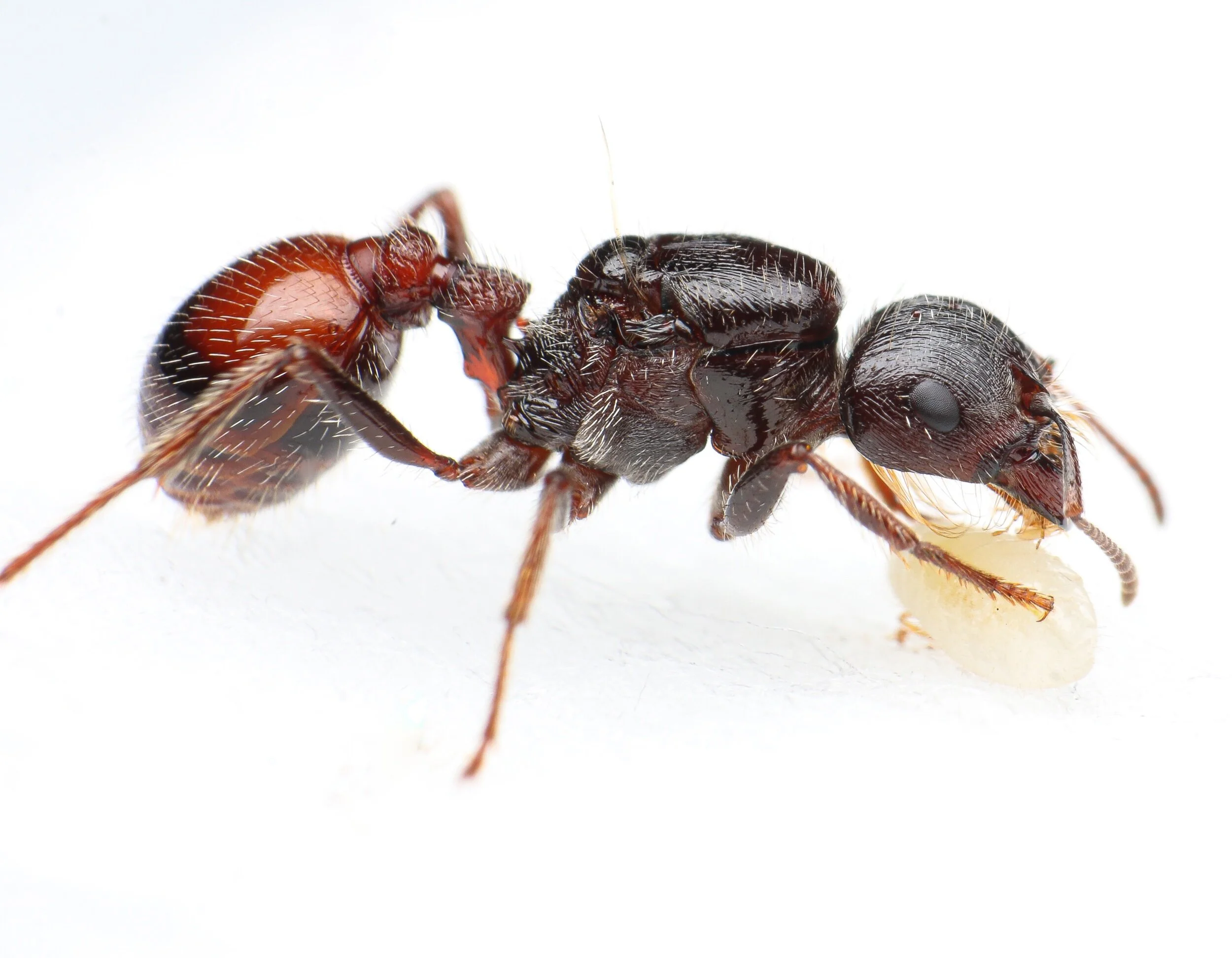 Pogonomyrmex rugosus fresh caught queen harvester ant