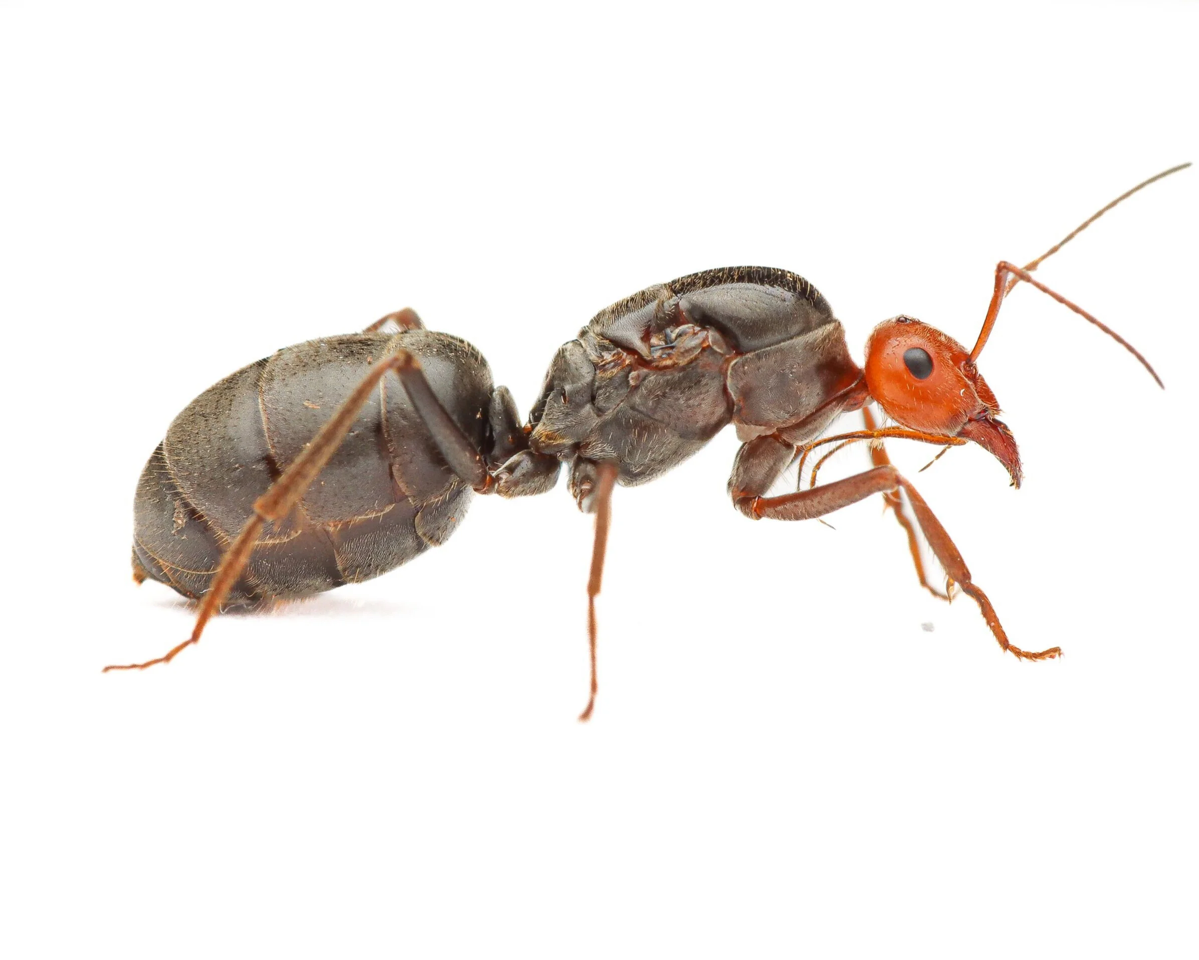 Myrmecocystus placodops 01-caught Feb 2026 honeypot ant