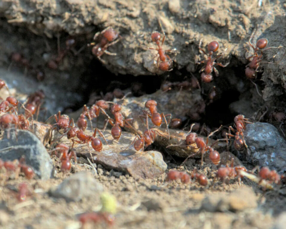 Pogonomyrmex occidentalis 1-5 workers harvester ant