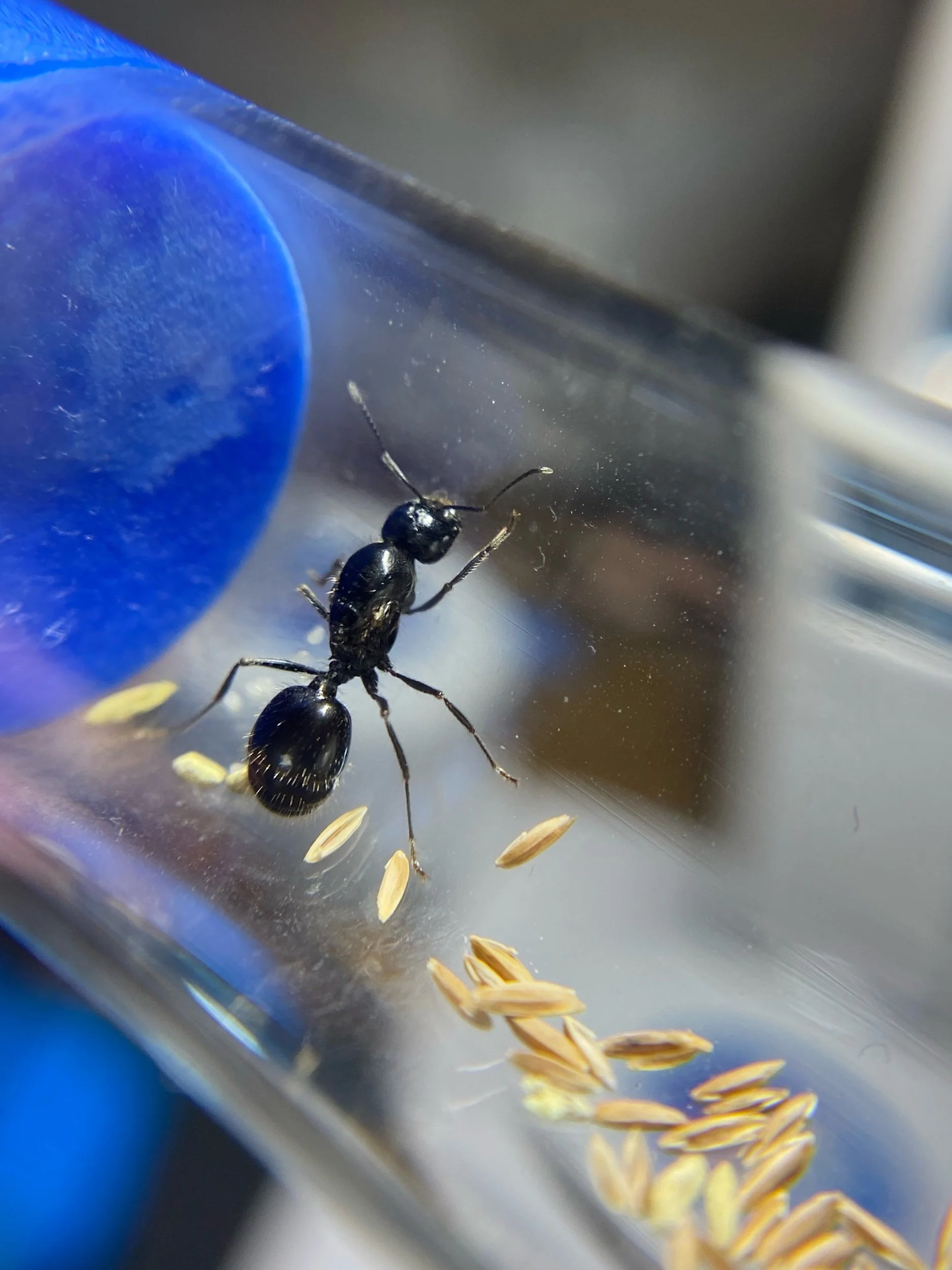 Veromessor pergandei fresh caught queen or queens black harvester ant