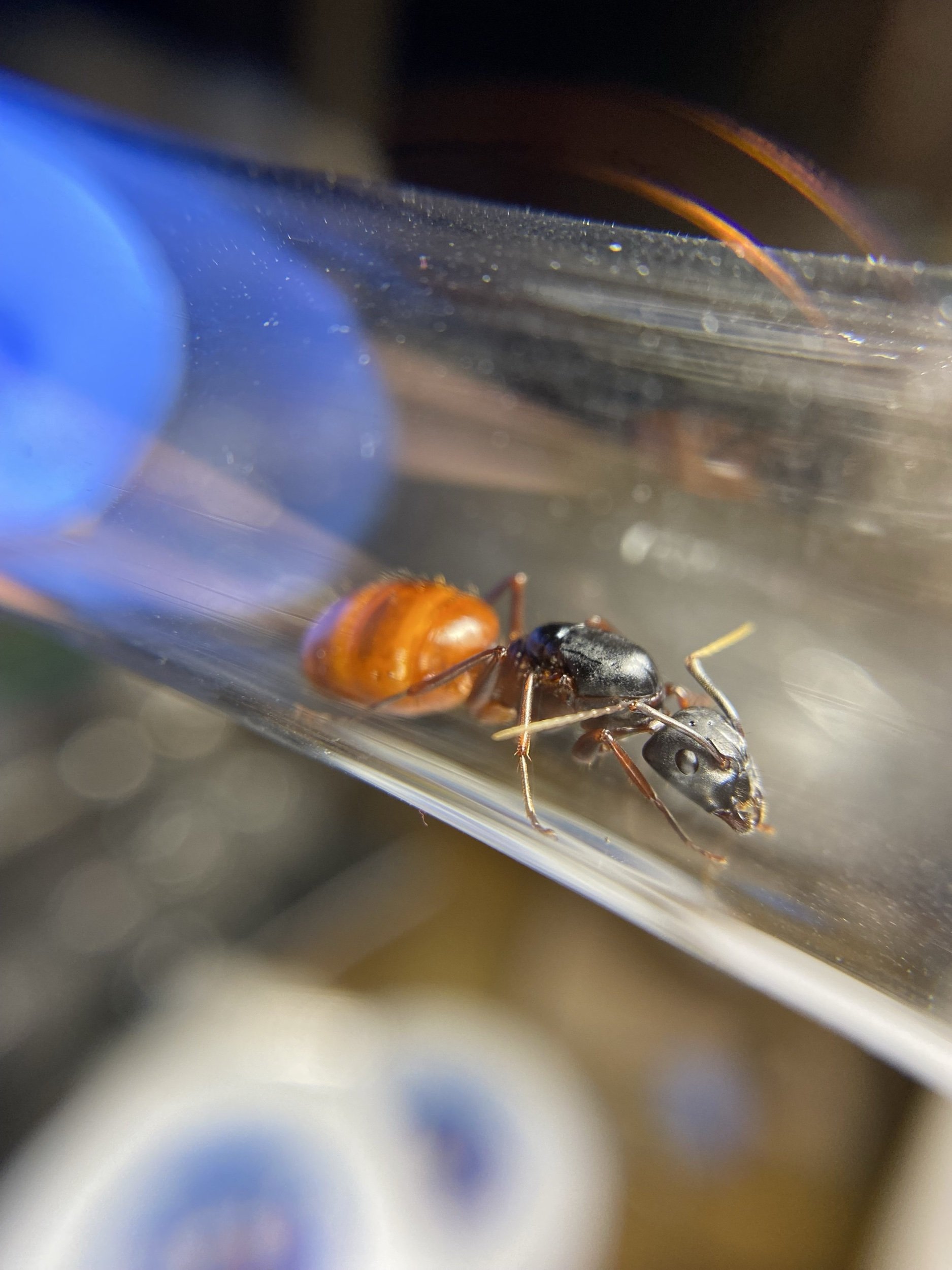 Camponotus CA02 carpenter ant