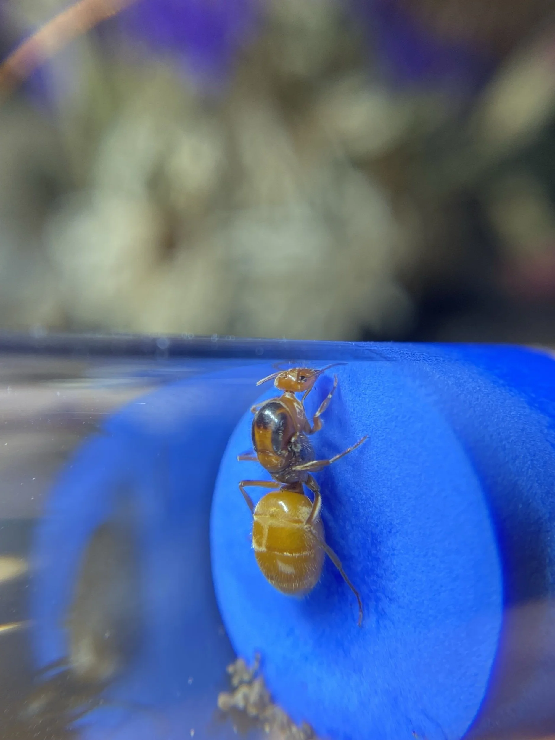 Myrmecocystus wheeleri honeypot ant