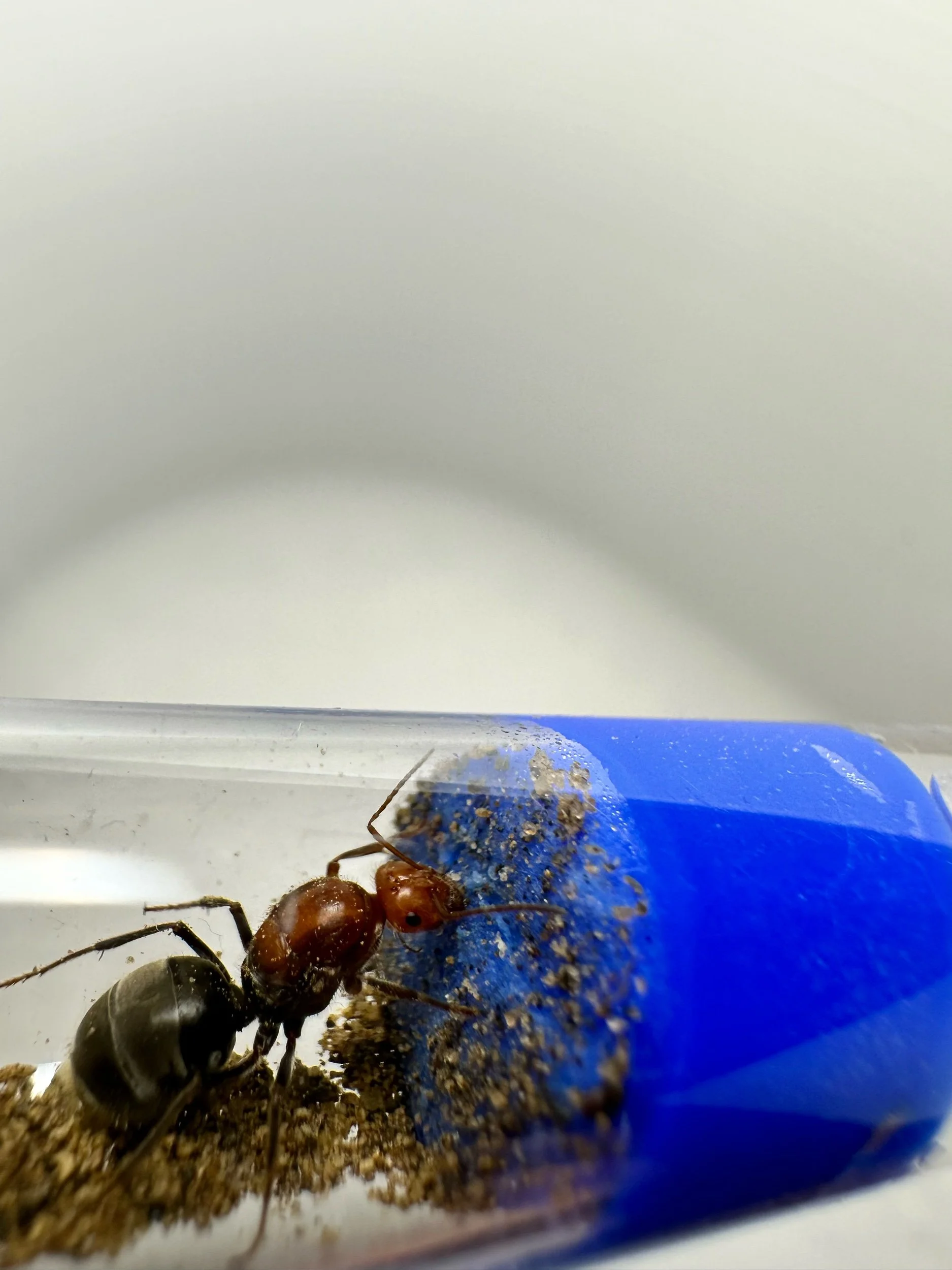 Myrmecocystus mendax larger variant honeypot ant