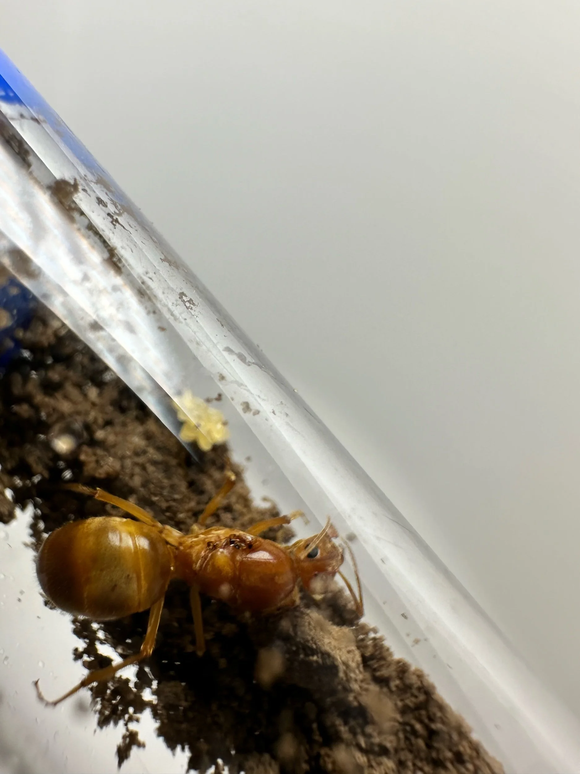 Dark caramel Myrmecocystus navajo very large variant honeypot ant
