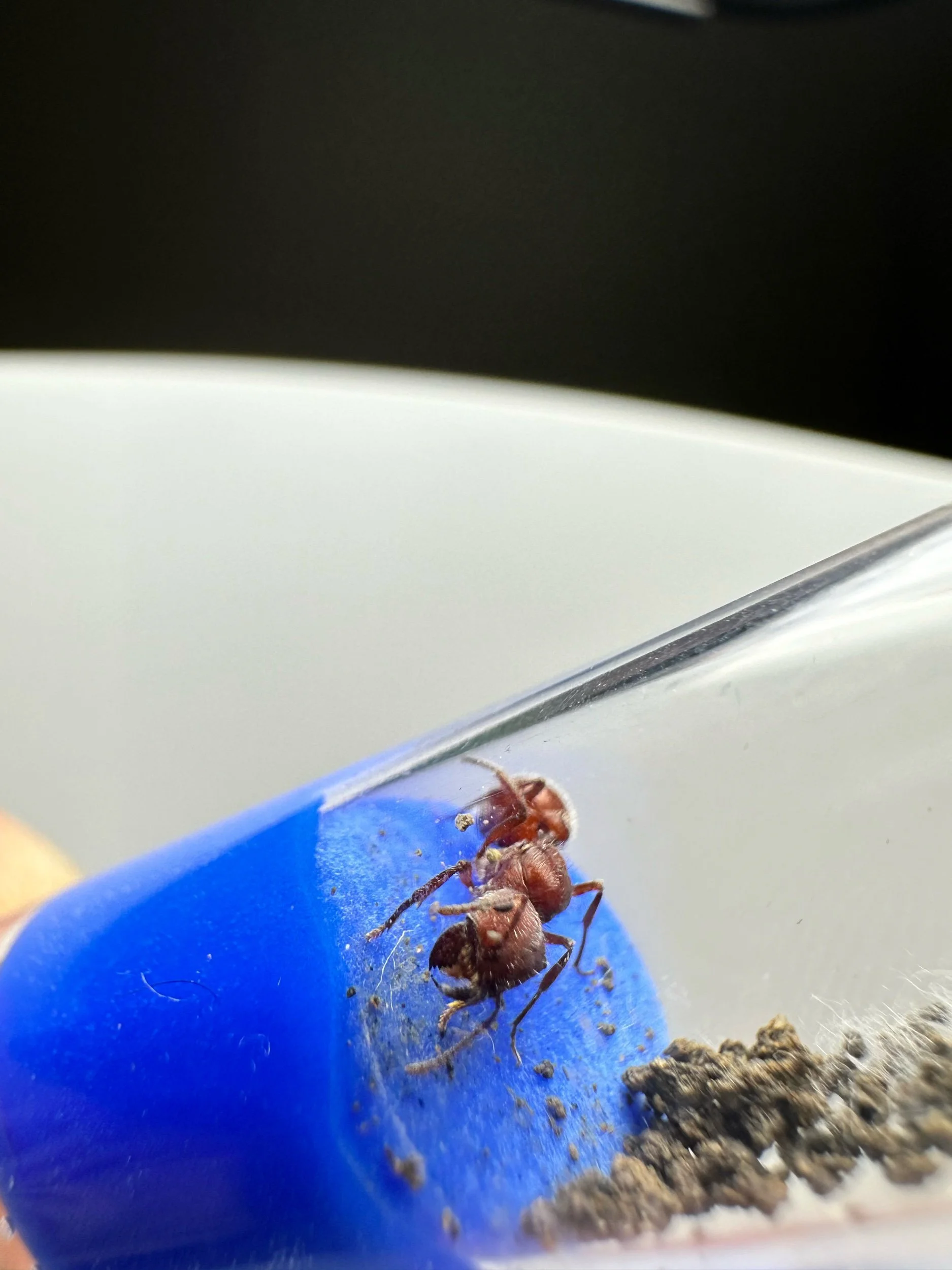 Pogonomyrmex occidentalis fresh caught queen harvester ant, front view