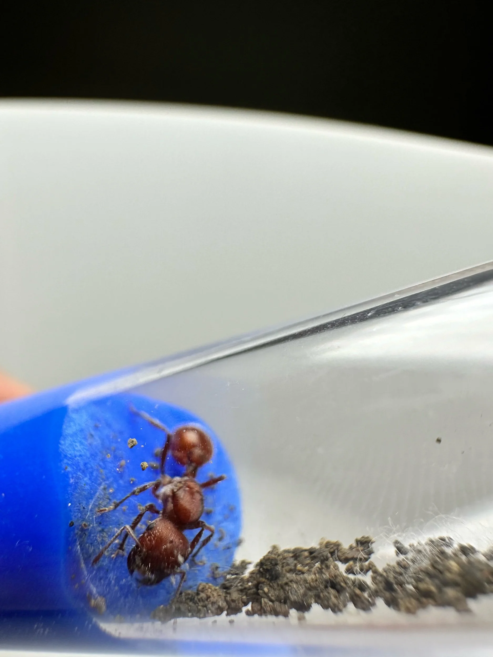 Pogonomyrmex occidentalis fresh caught queen harvester ant
