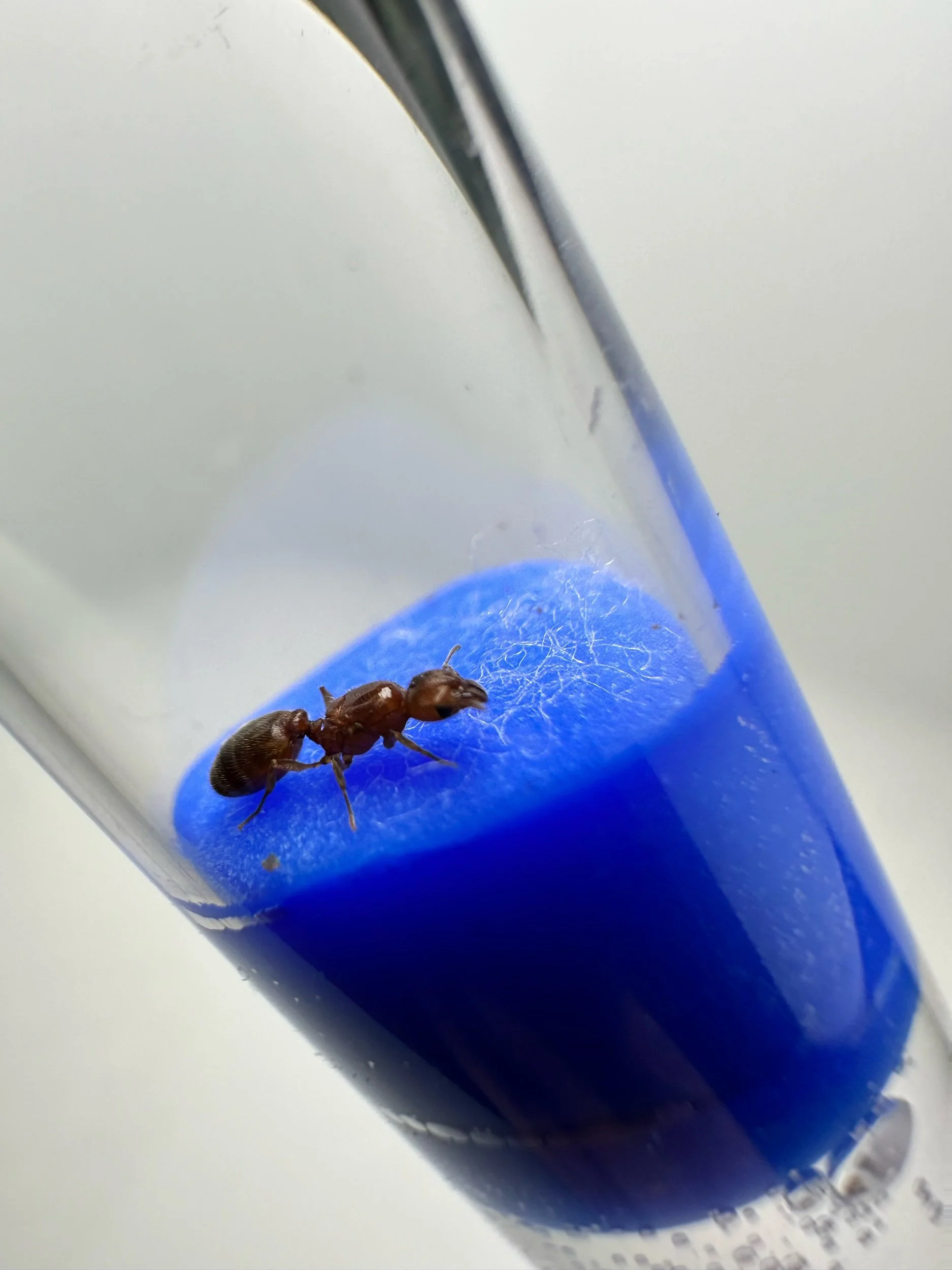 Pheidole bicarinata fresh caught queen big-headed ant, front view