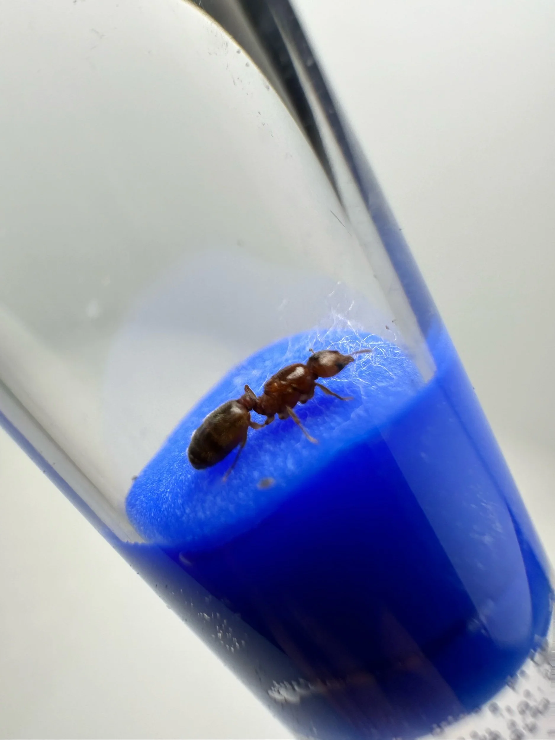 Pheidole bicarinata fresh caught queen big-headed ant