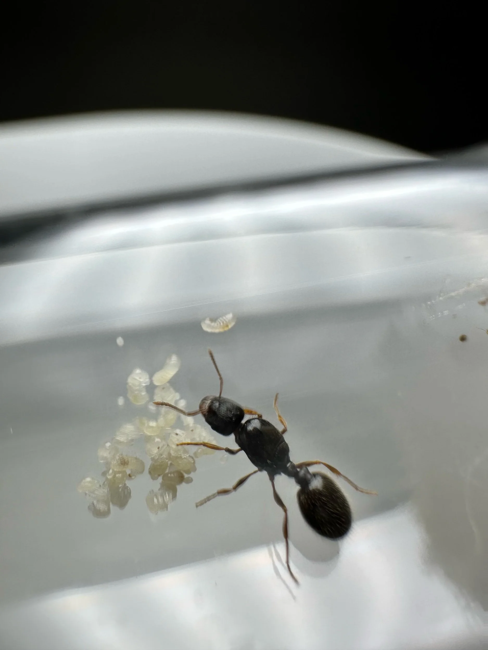 Tetramorium immagrans colony 1 queen 3-10 workers and brood pavement ant