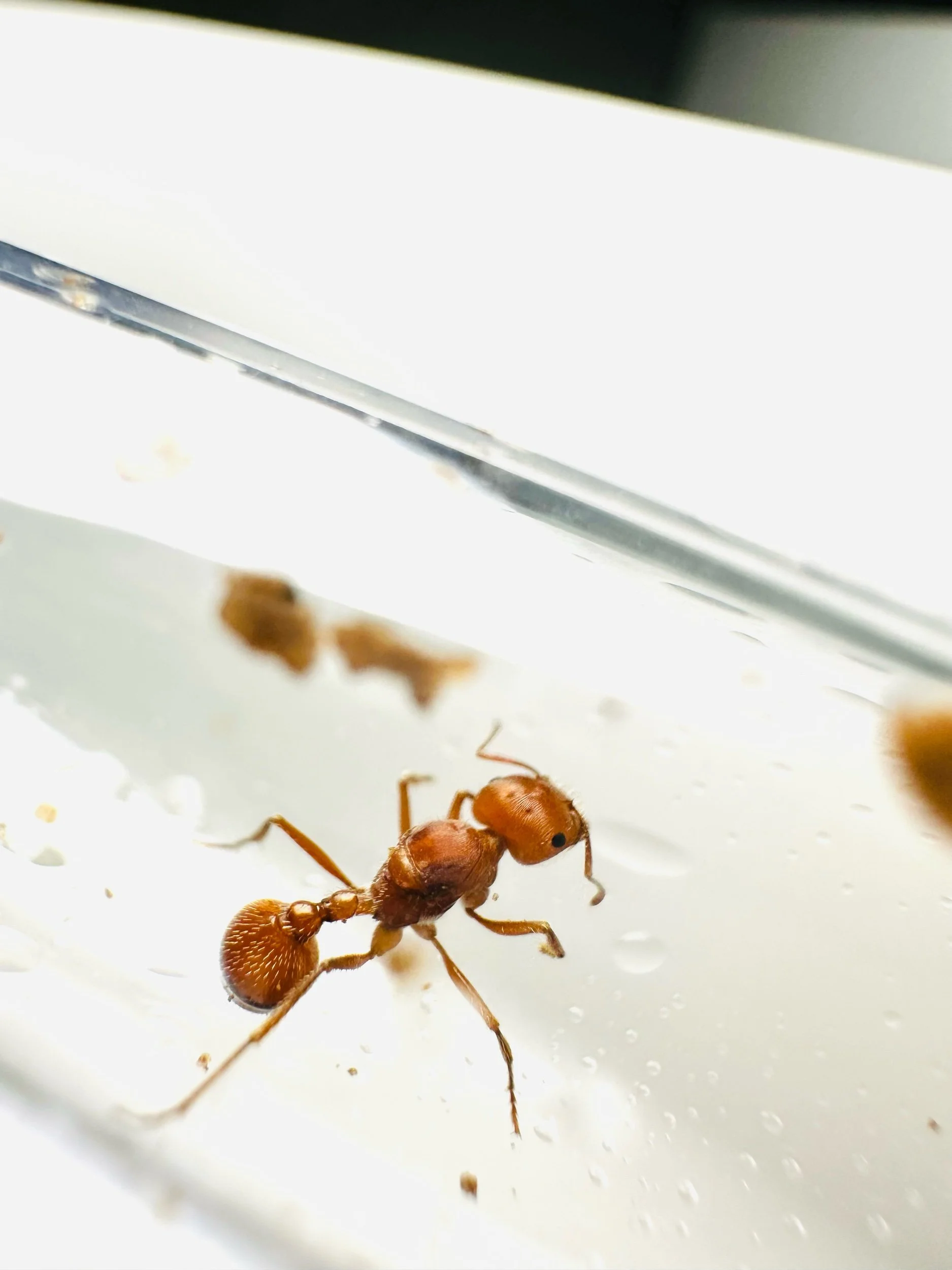 pogonomyrmex maricopa Queen Ant harvester ant, front view