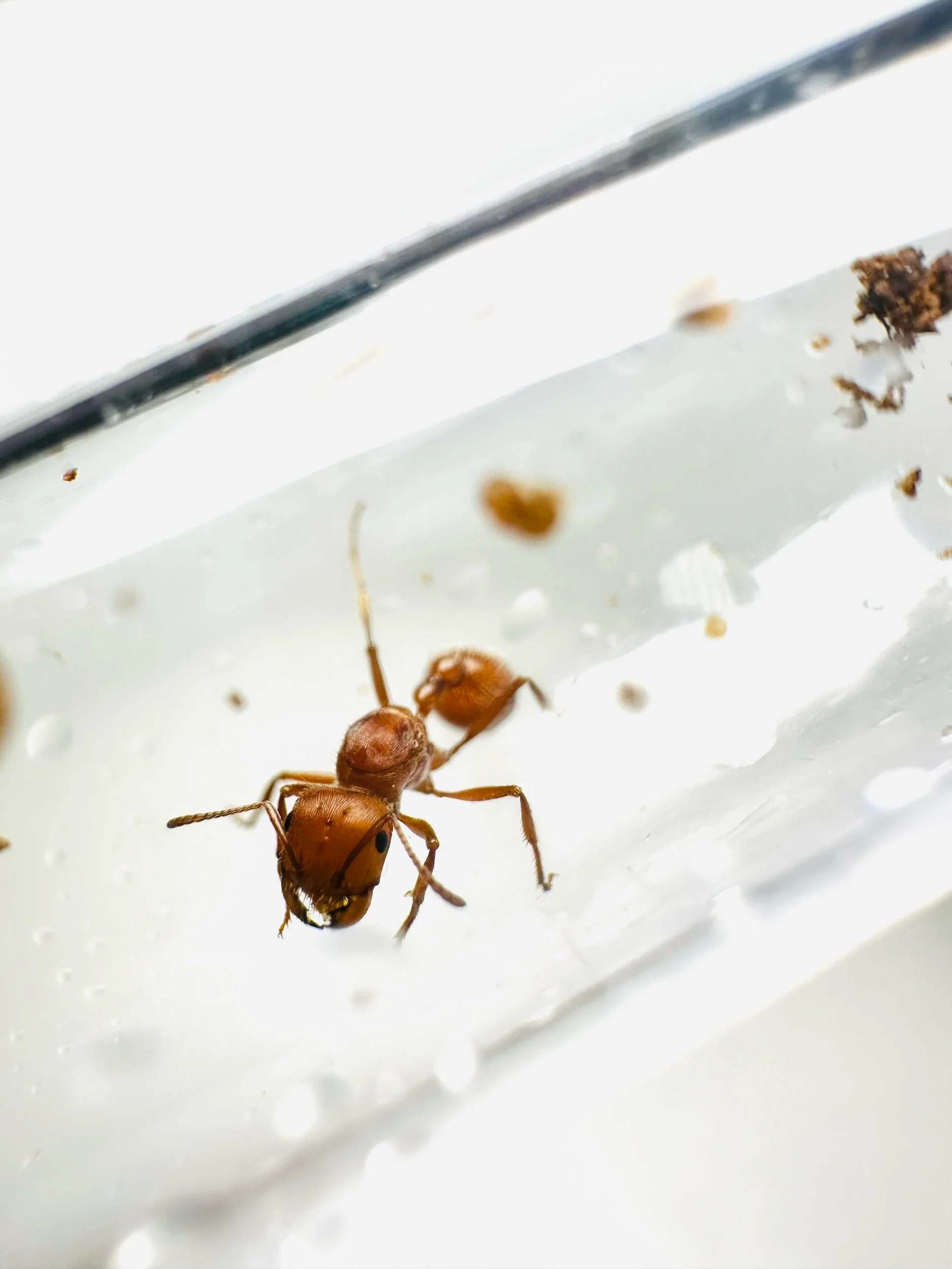 pogonomyrmex maricopa Queen Ant harvester ant