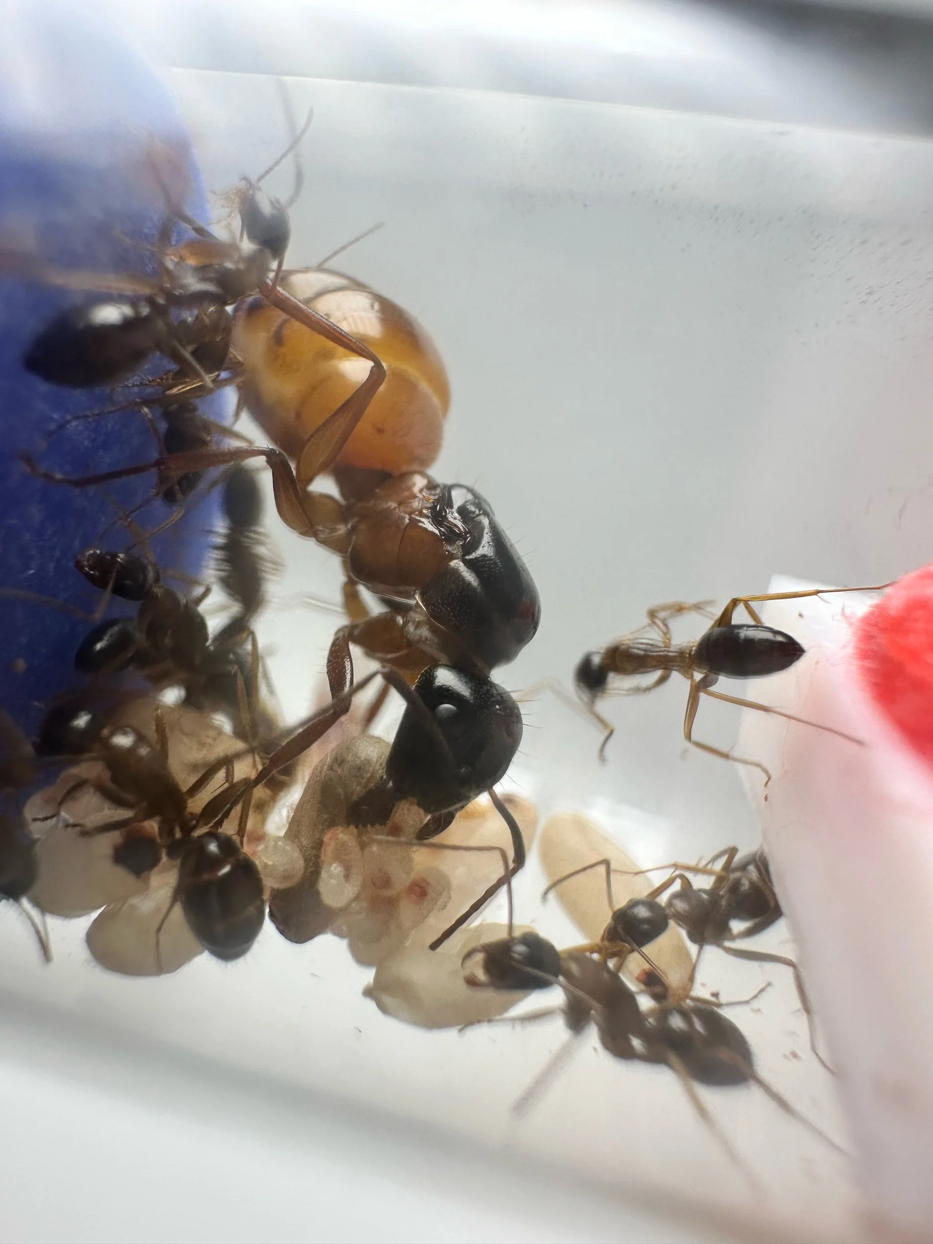Colony+Habitat+Fluon-Camponotus Vicinus 1 queen 1-5 workers carpenter ant