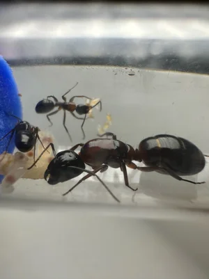 Free Ant Care Guide by Antopia USA | Beginner Ant Keeping Tips ...