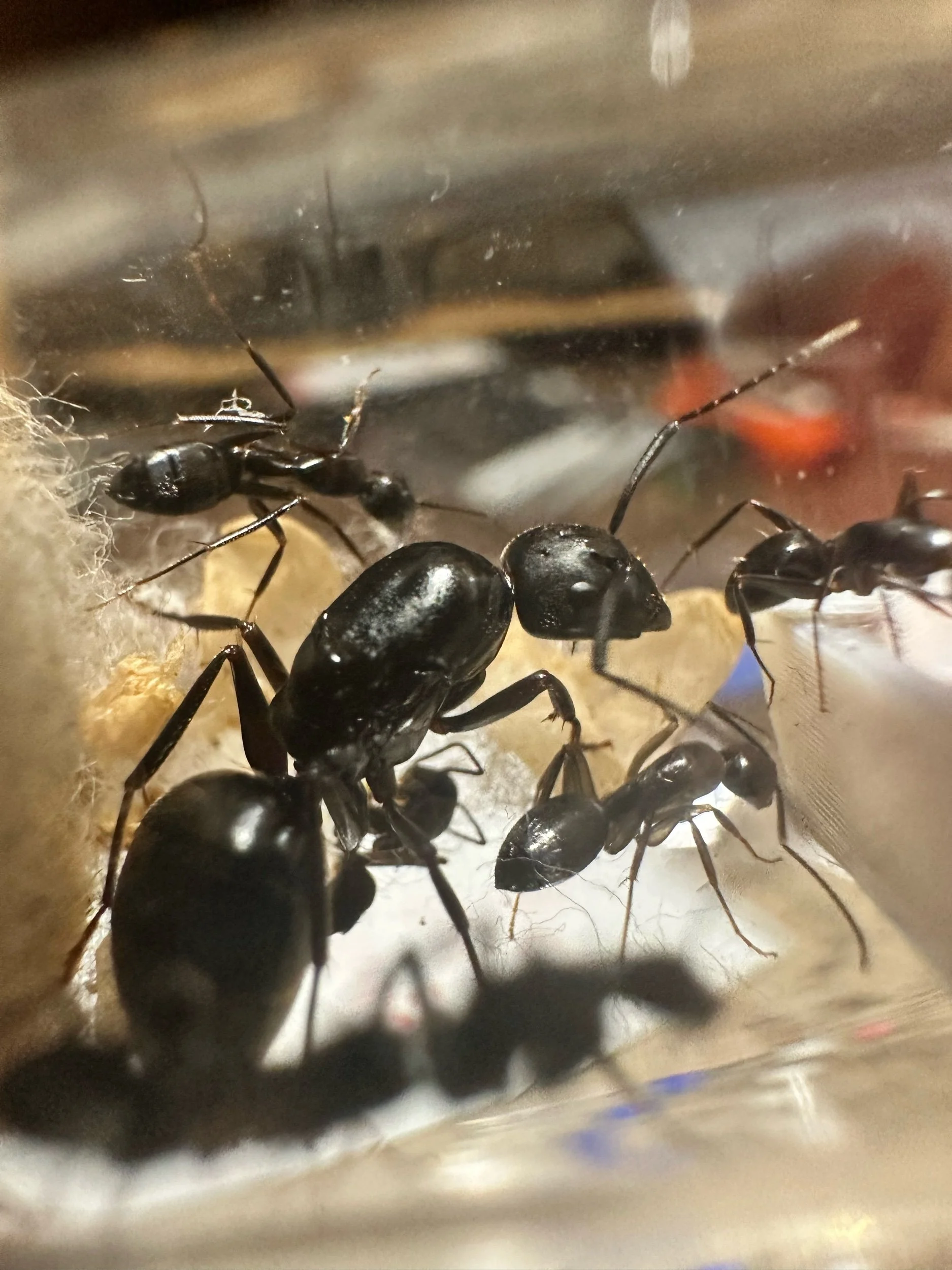 Camponotus vicinus queen & 1-5 workers carpenter ant
