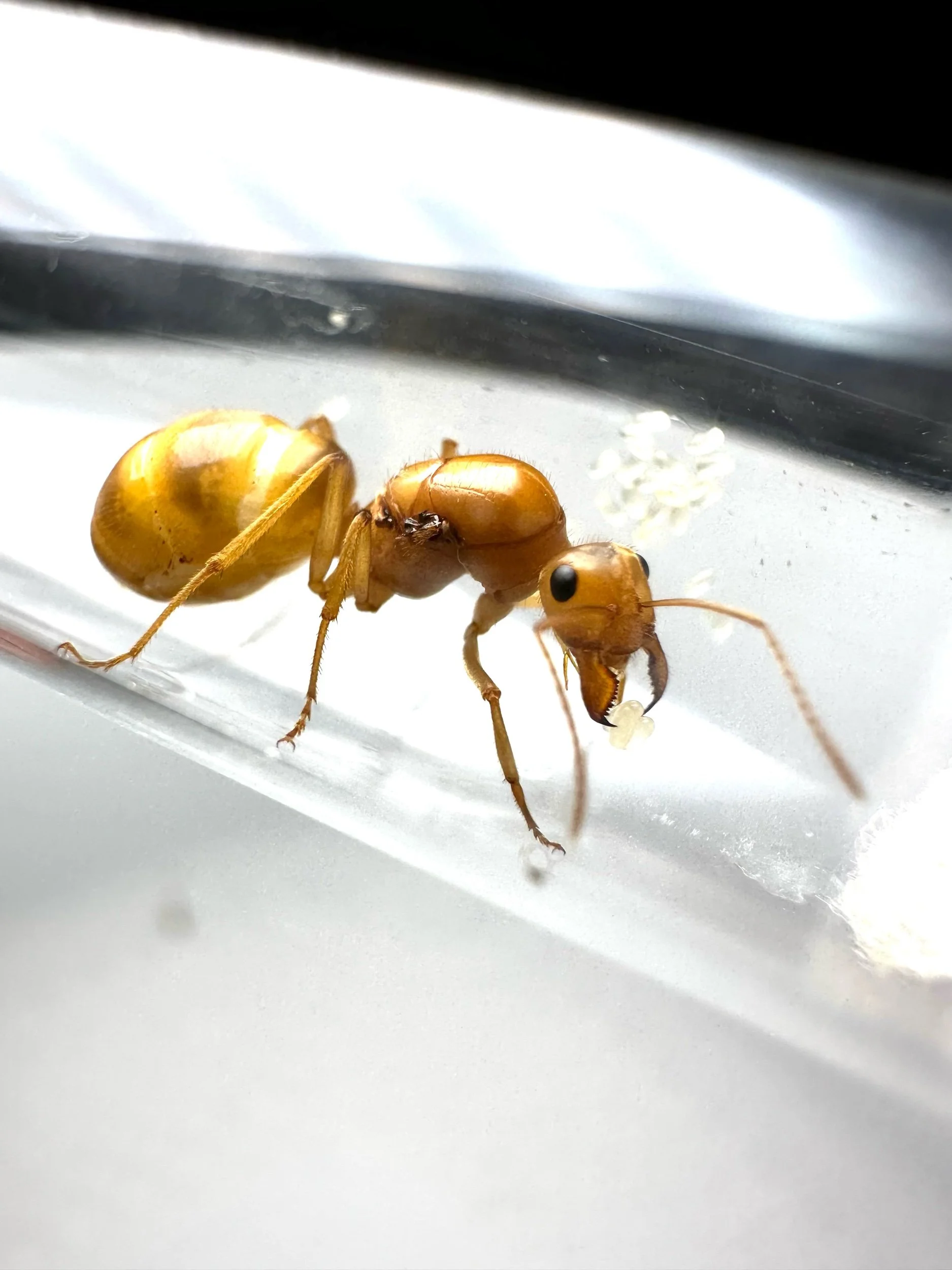 Honeypot Ant Colony for Sale — Myrmecocystus mexicanus, 1 Queen + 5-10 Workers & Brood