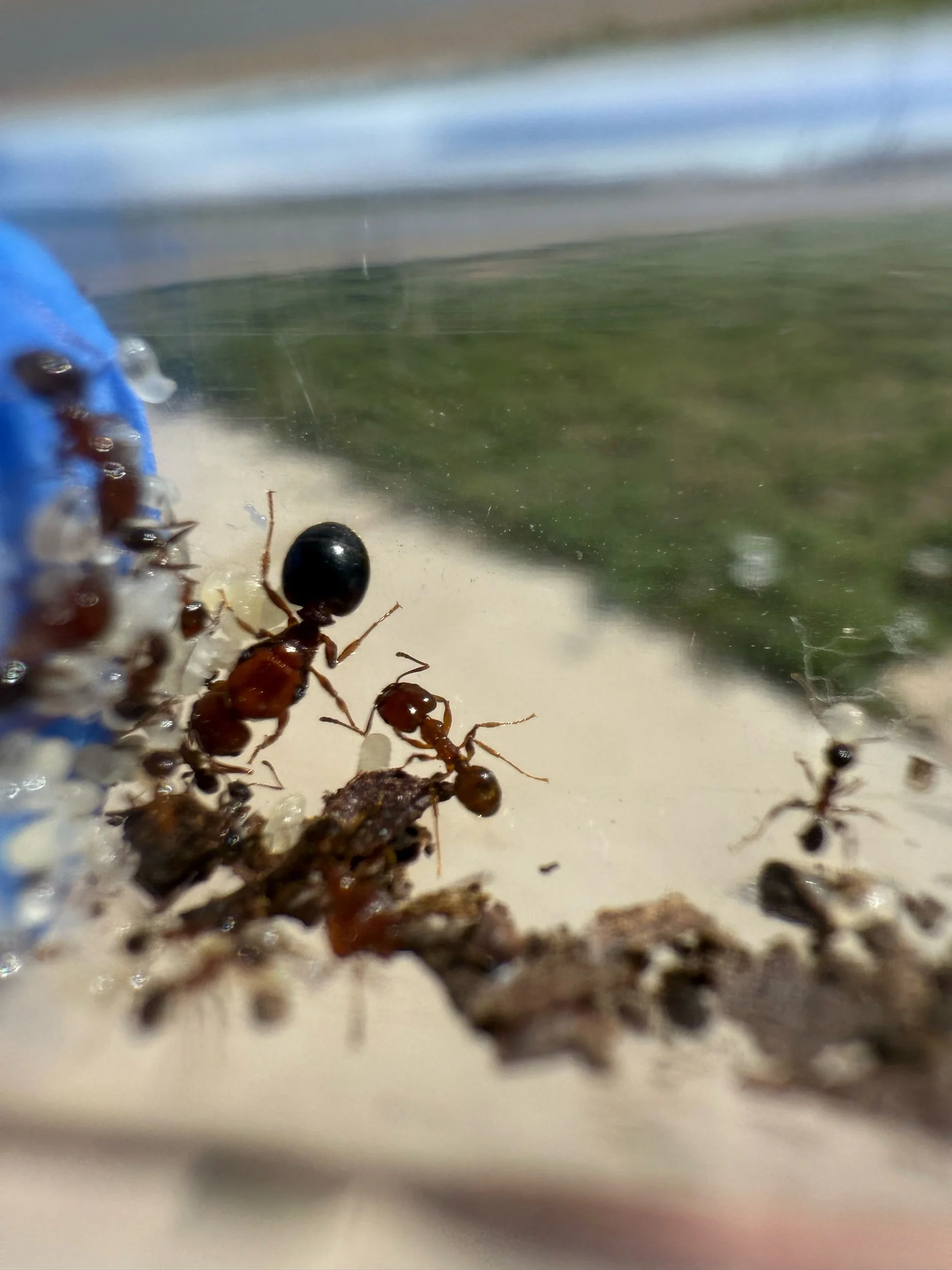 Pheidole tetra colony big-headed ant