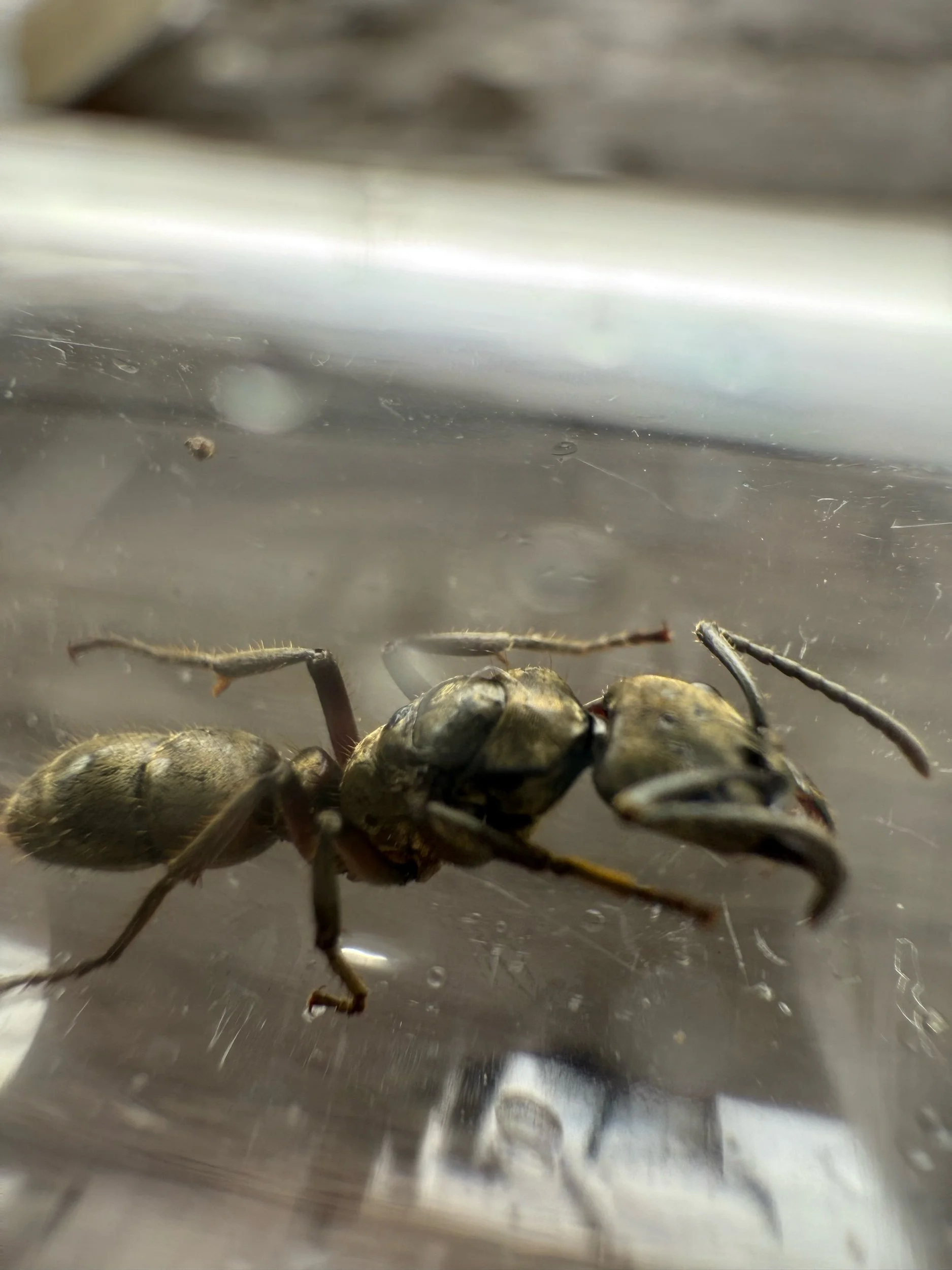 Fresh Caught Neopanera Queen