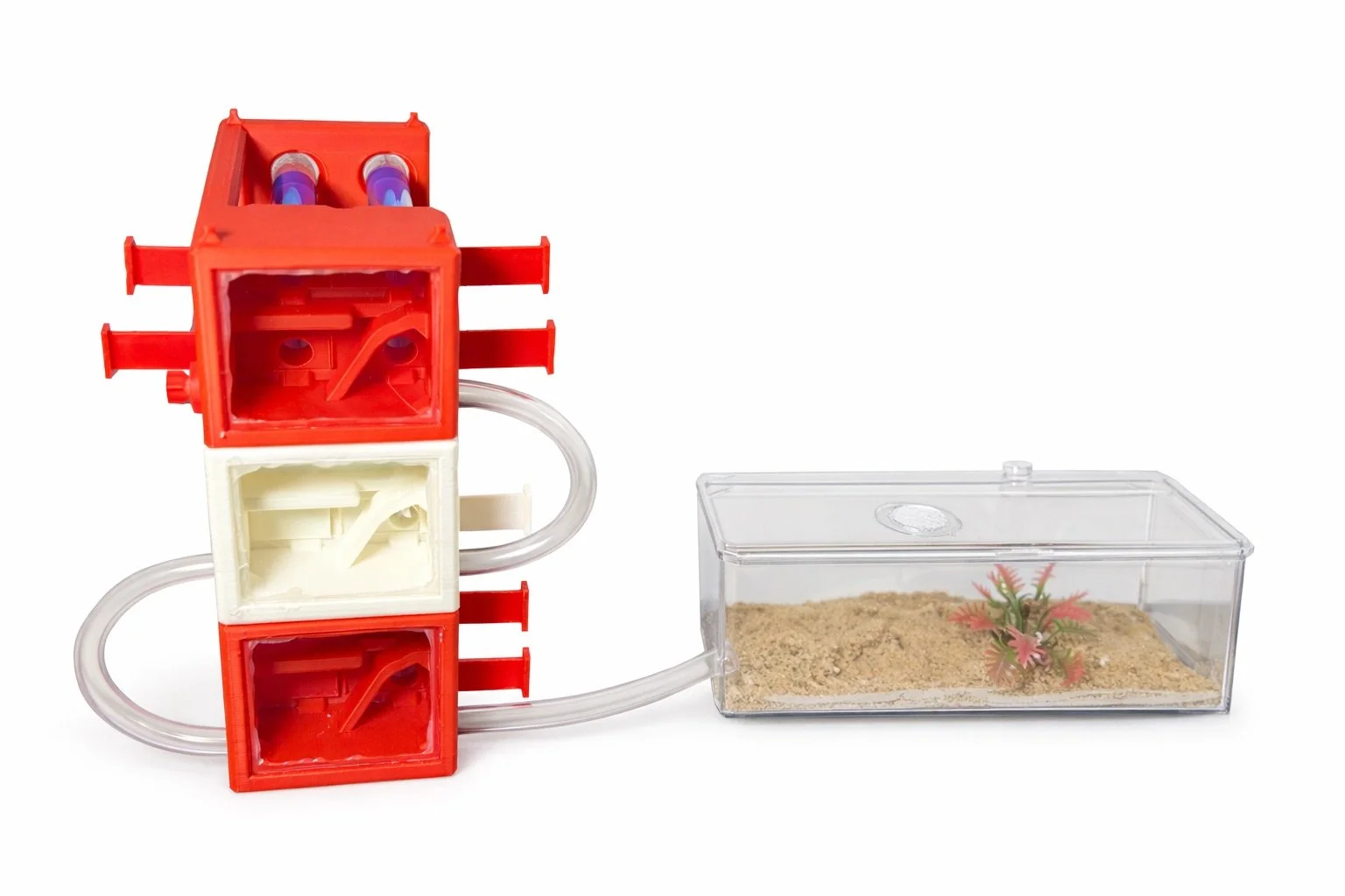 Camponotus discolor Complete Starter Kit carpenter ant, packed for shipping