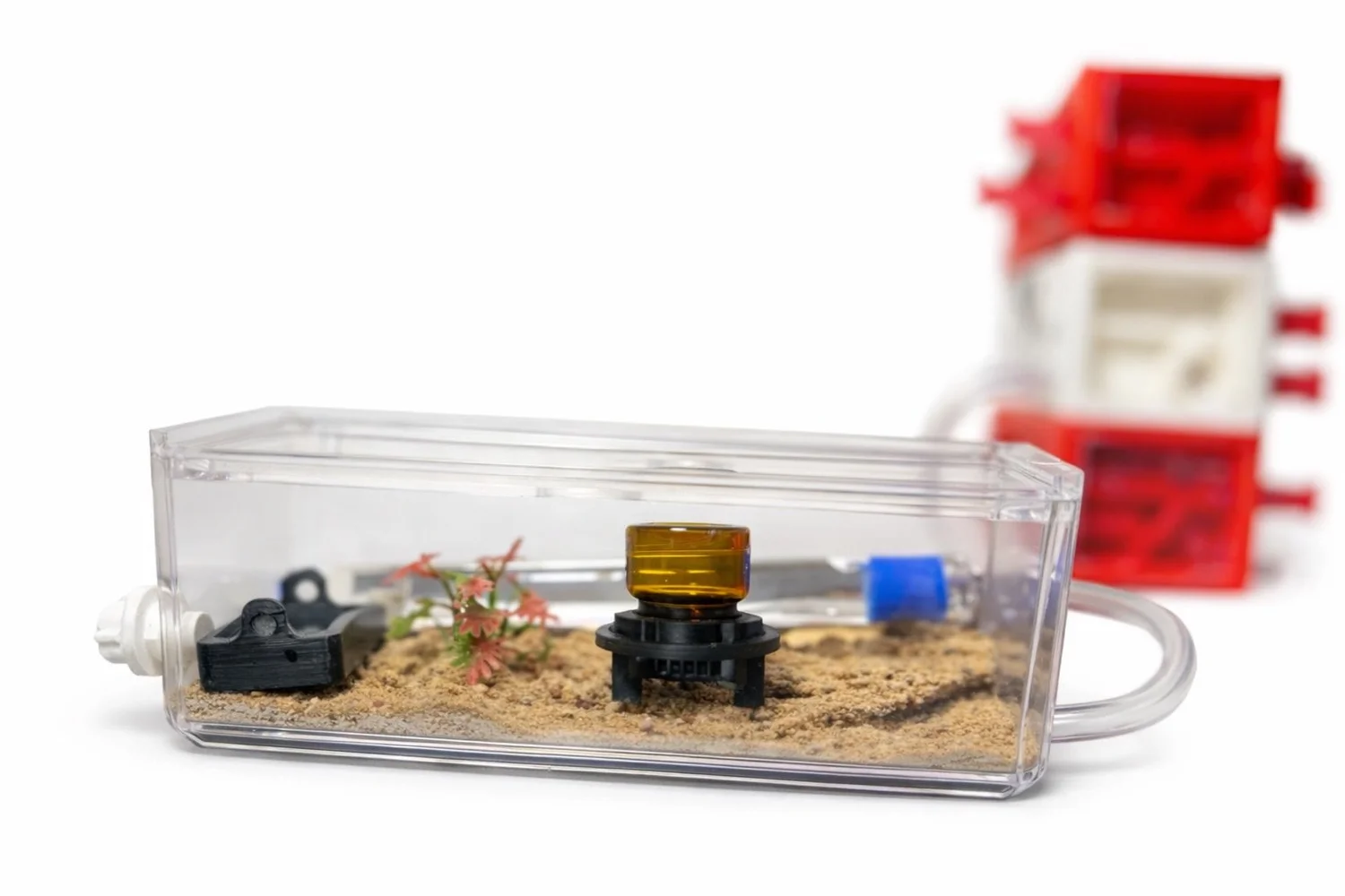 Live Monomorium minimum Ant Colony Complete Starter Kit — Ant Farm