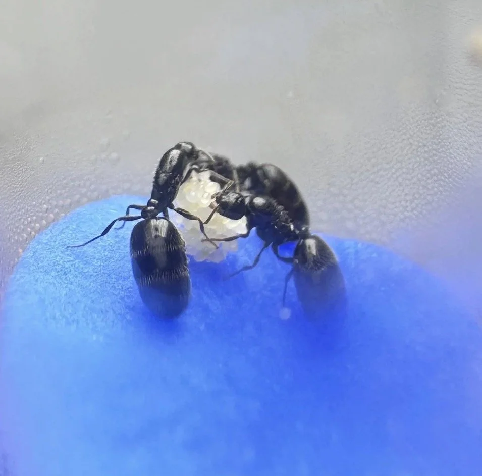 Monomorium minimum Complete Starter Kit little black ant, front view