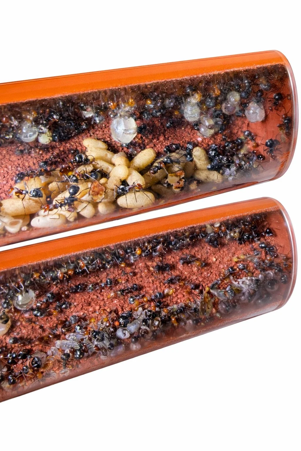 AntopiaUSA Antfarm Capsule - Modular ultra low maintenance ant nest, closeup detail