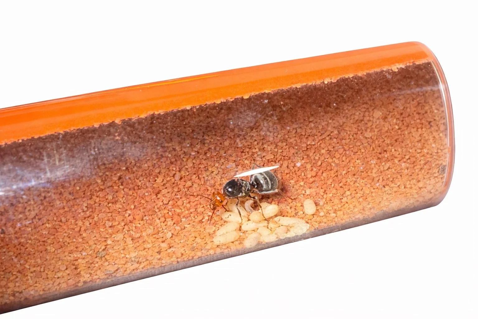 AntopiaUSA Antfarm Capsule - Modular ultra low maintenance ant nest, alternate view