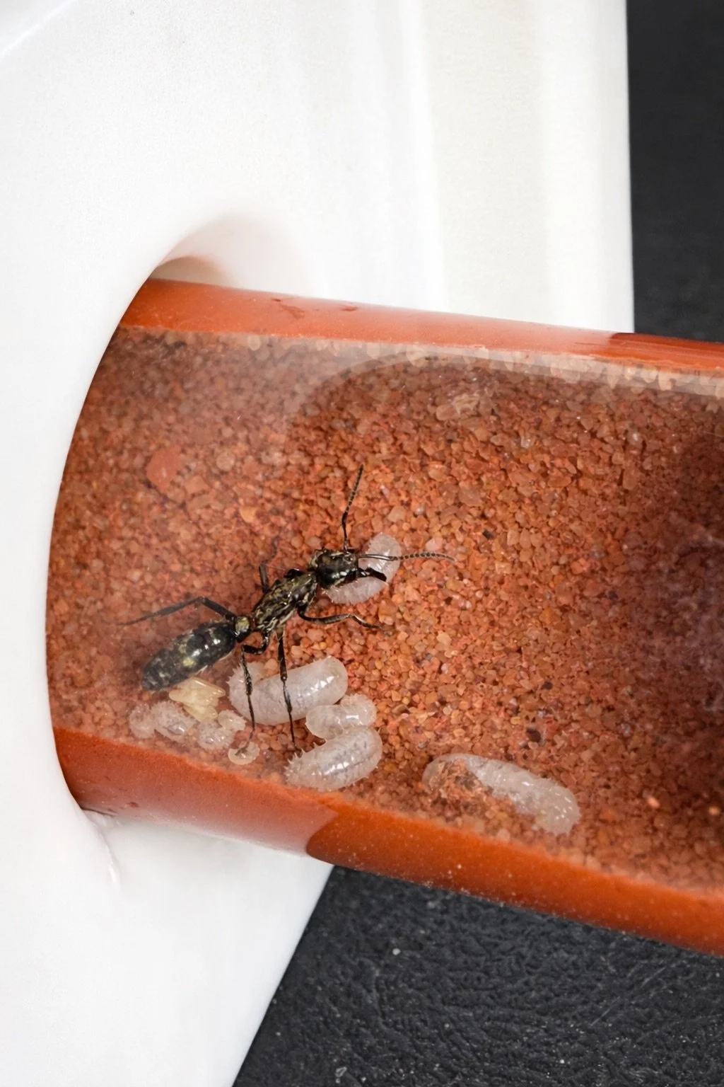 AntopiaUSA Antfarm Capsule - Modular ultra low maintenance ant nest, further view