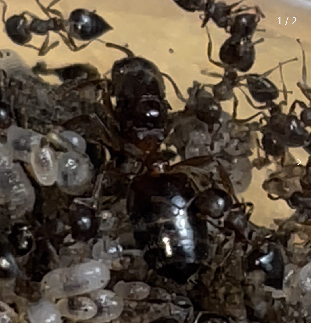 Crematogaster cerasi Acrobat Ant Complete Starter Kit, front view