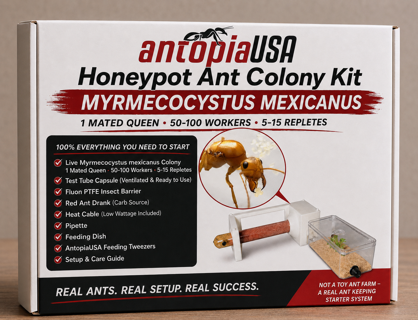 Honeypot Ant Colony Kit for Sale — Myrmecocystus mexicanus, 1 Mated Queen + 50-100 Workers + 5-15 Repletes + Desktop Ant Farm