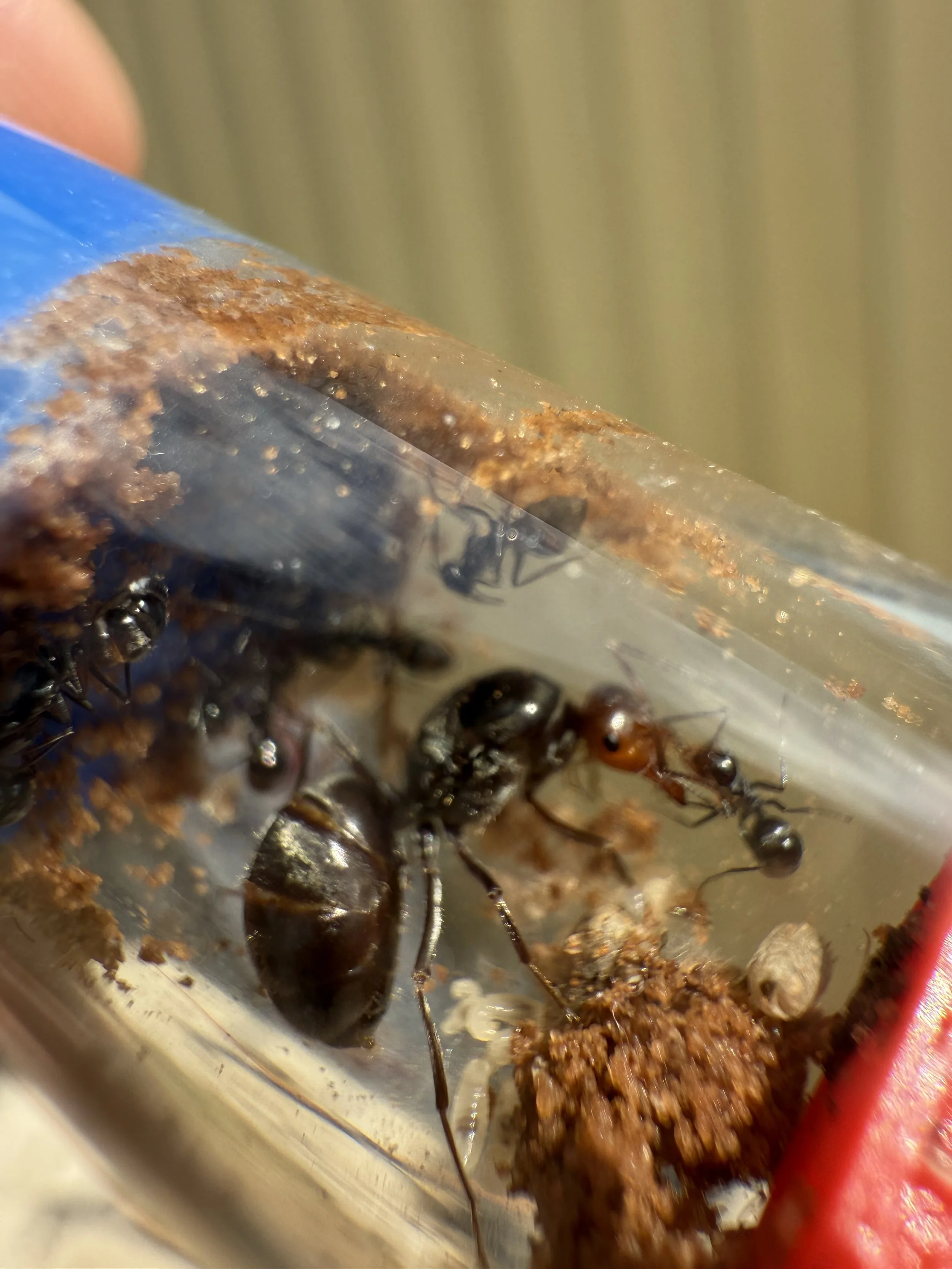 Myrmecocystus melliger 1-5 workers and brood honeypot ant