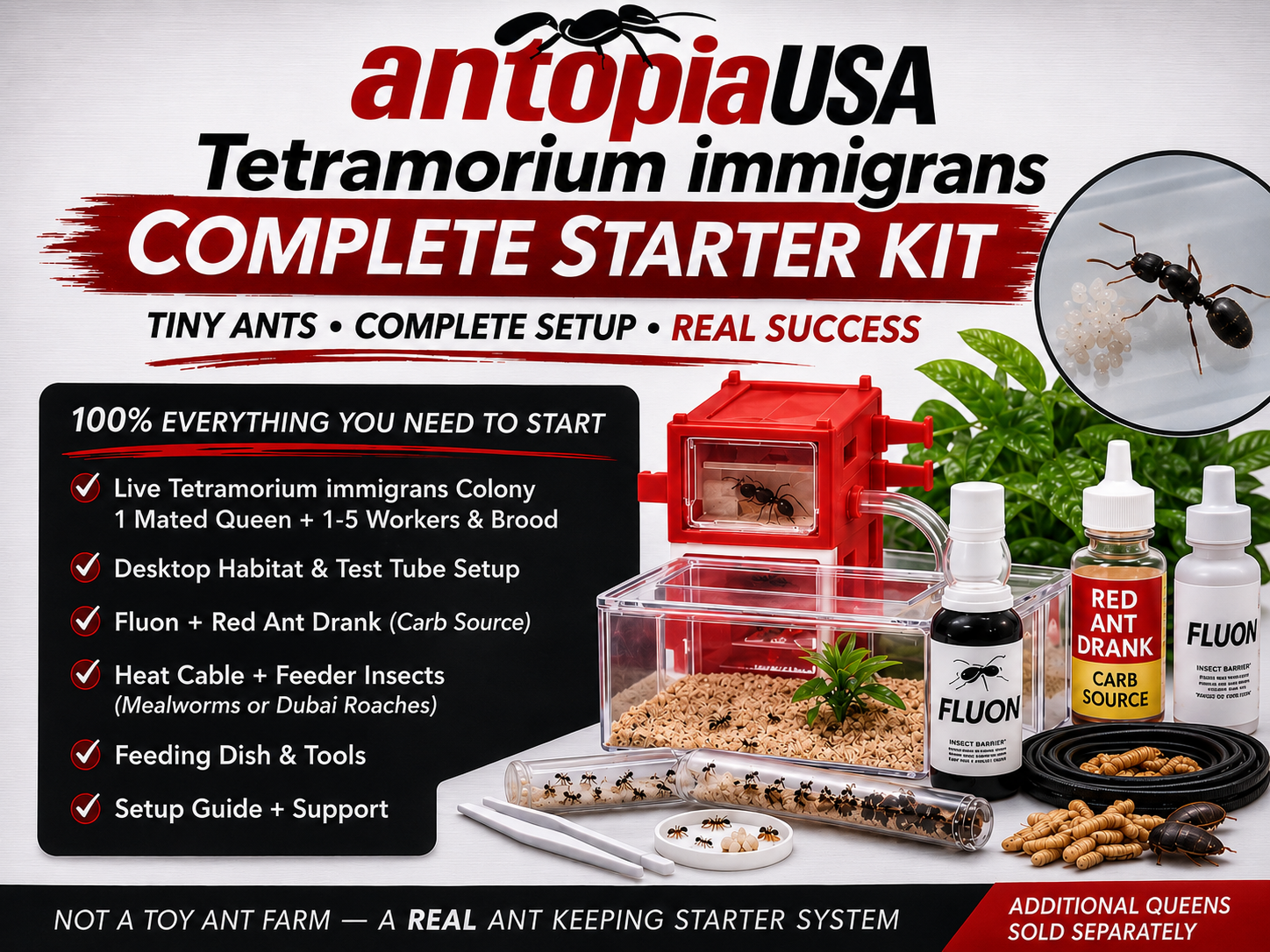 Complete pavement ant kit — live Tetramorium immigrans colony with mated queen, desktop ant farm and every accessory. Ships to 33 states. USDA-licensed breeder.