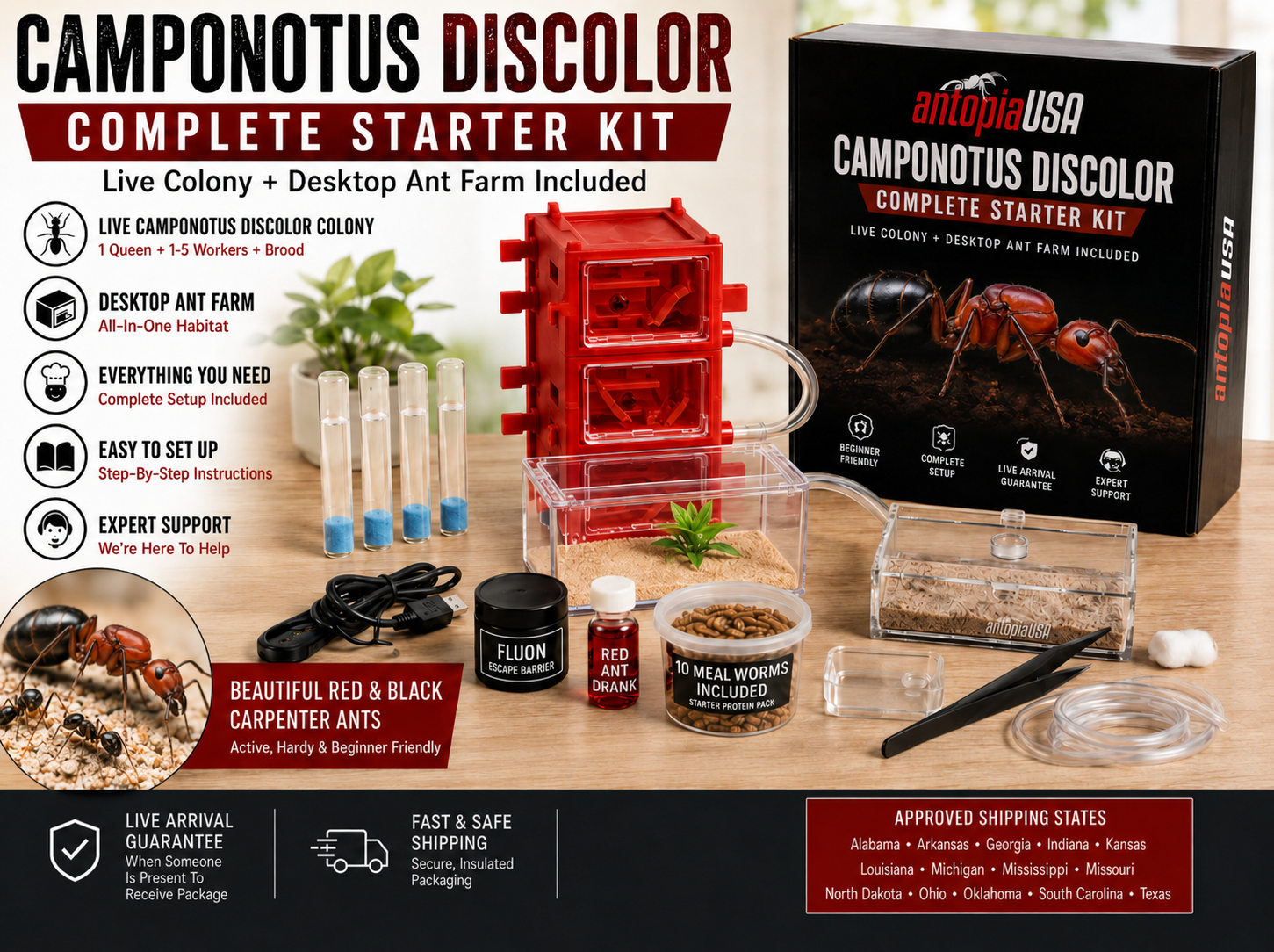 Carpenter Ant Colony Kit for Sale — Camponotus discolor, 1 Queen + 1-5 Workers & Brood + Desktop Ant Farm