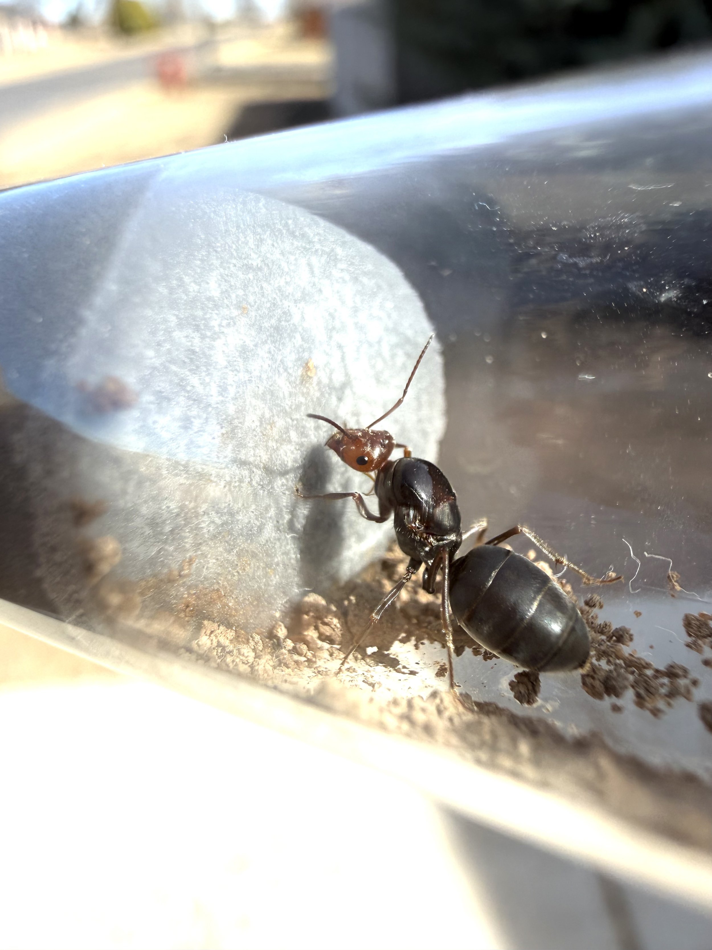 Myrmecocystus depilis queen Larger Variant( Fresh Caught Feb 2026)