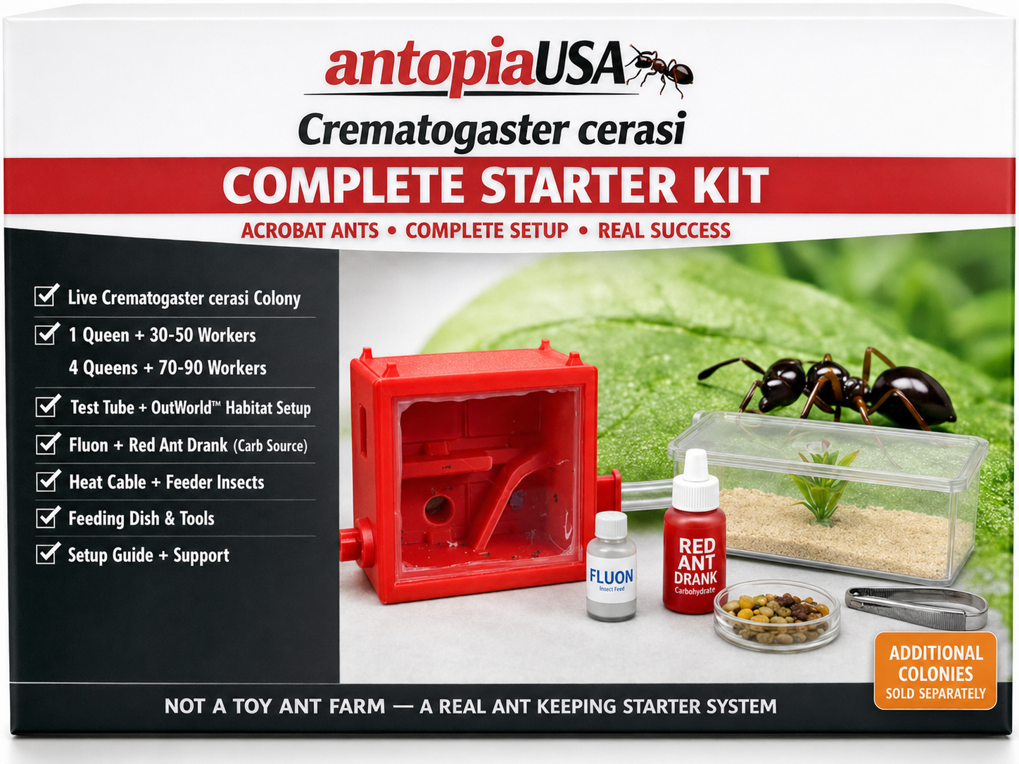 Crematogaster cerasi Acrobat Ant Complete Starter Kit — Live Colony(Queen included) + Desktop Ant Farm Included