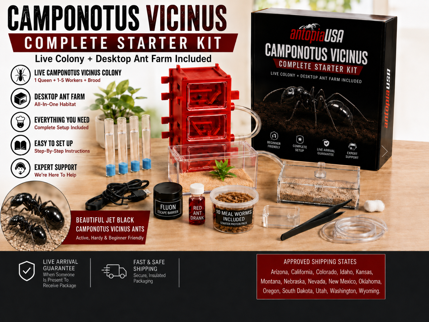 Camponotus vicinus for Sale — Jet Black Carpenter Ant Colony Kit with Live Queen + Desktop Ant Farm (Copy)