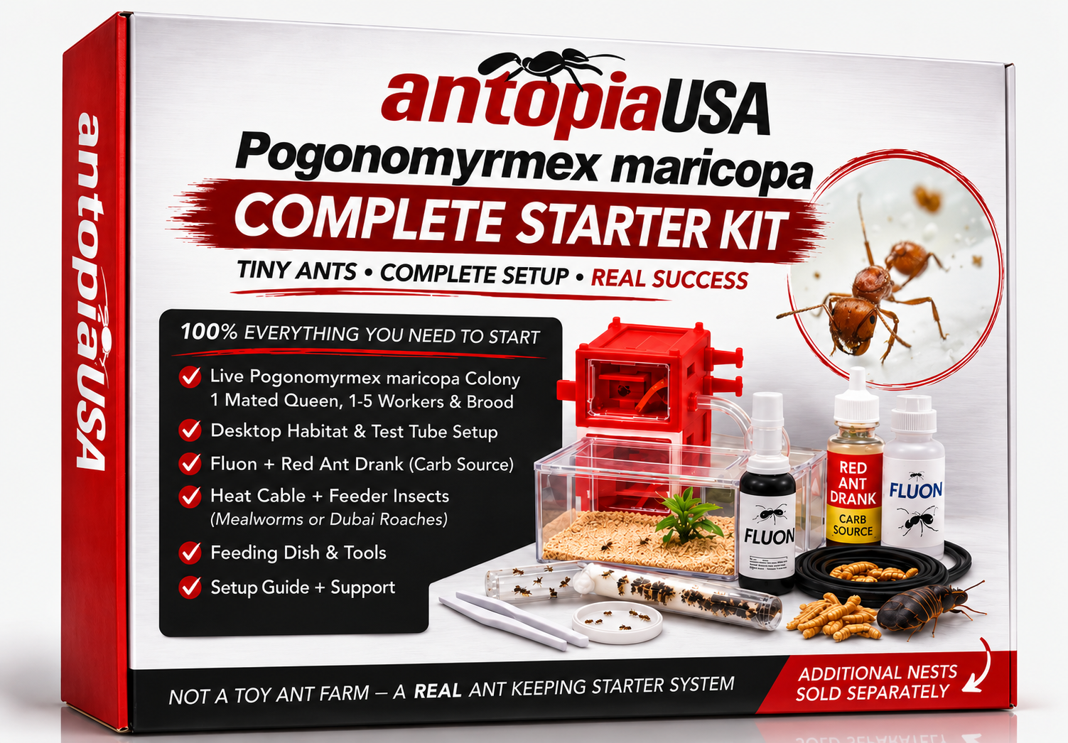 Maricopa harvester ant colony kit — Pogonomyrmex maricopa queen with workers and brood in an AntopiaUSA desktop ant farm setup