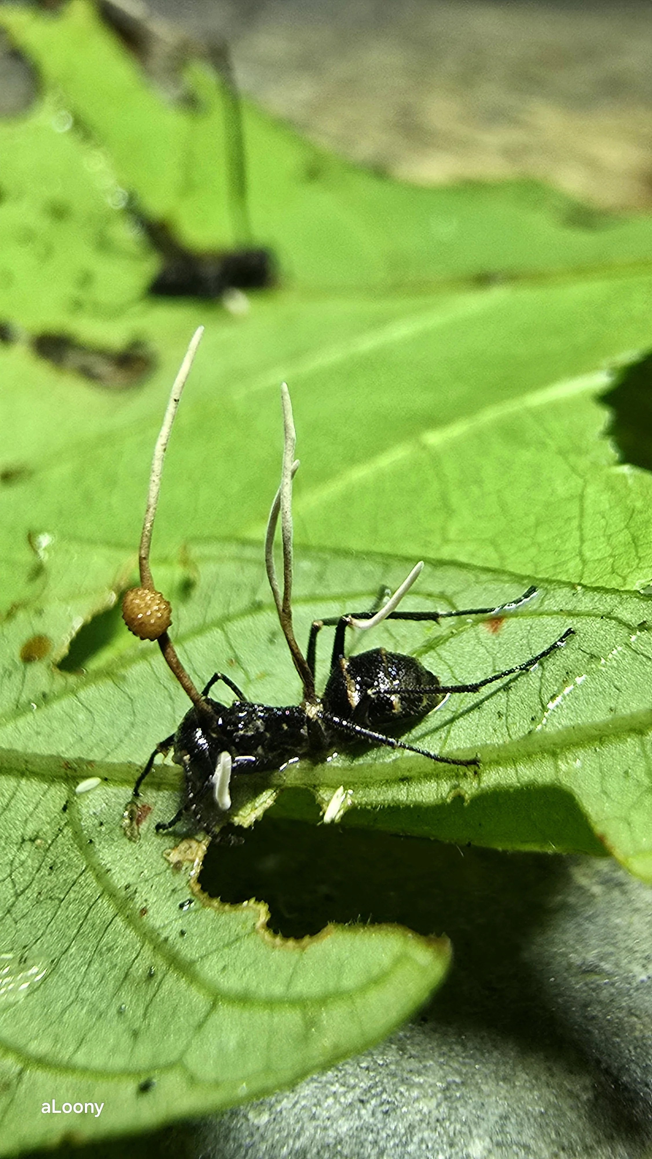 Ophiocordyceps unilateralis zombie ant fungus, with the fungal fruiting body stalk growing out of a dead ant clamped to a plant stem