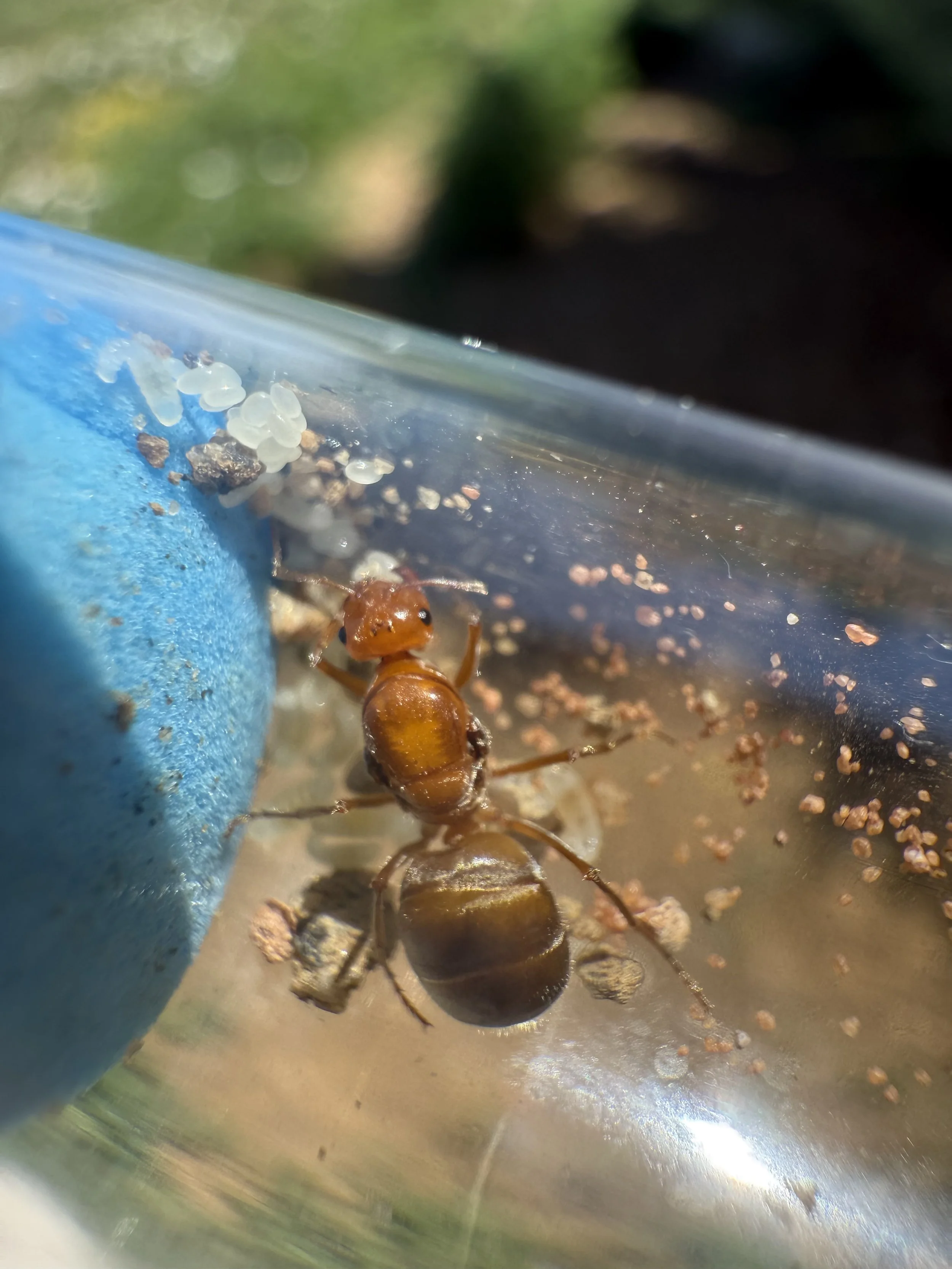 Myrmecocystus Romainei ( Queen With brood)