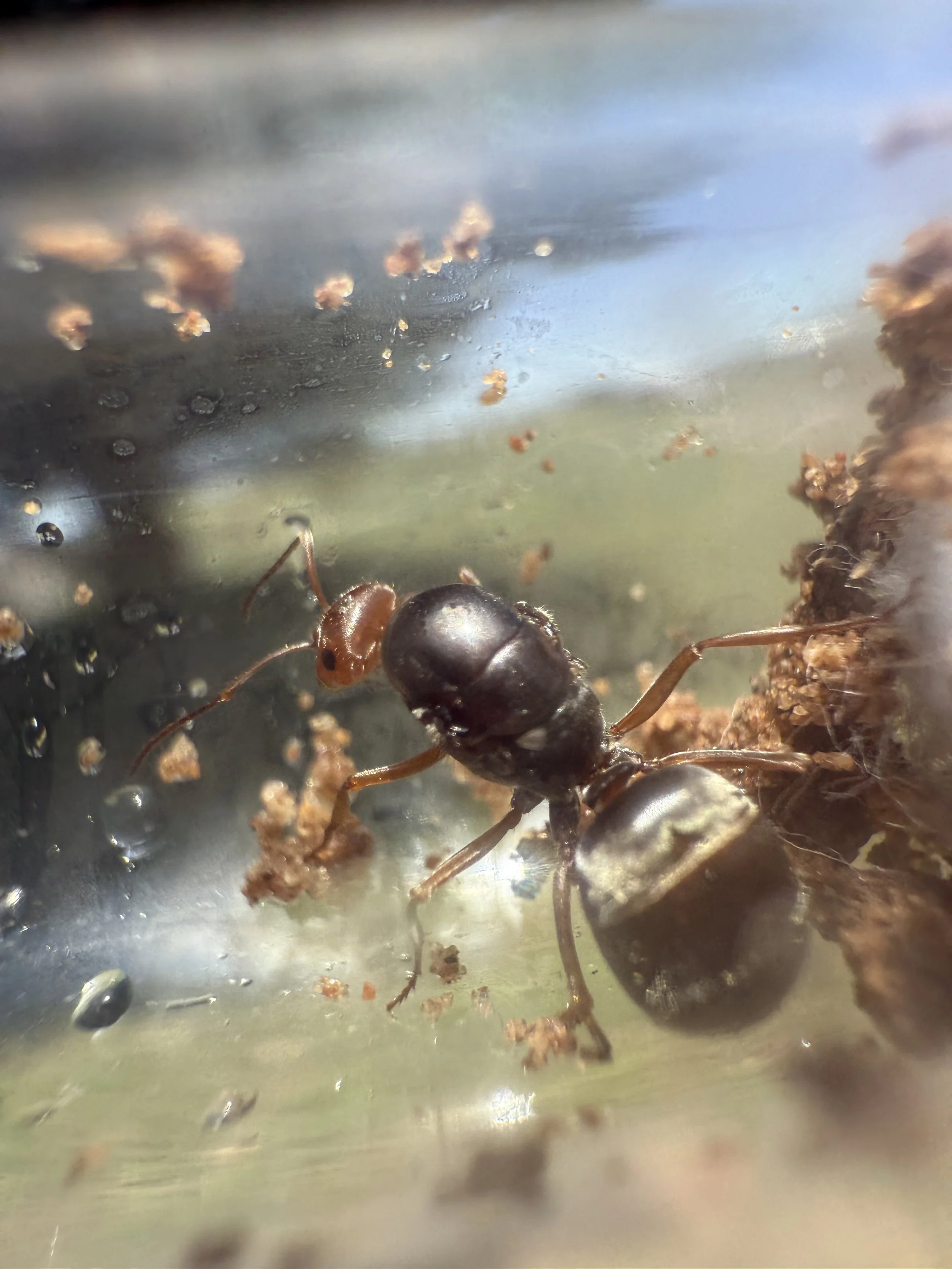 Myrmecocystus melliger 1-5 workers and brood honeypot ant, front view